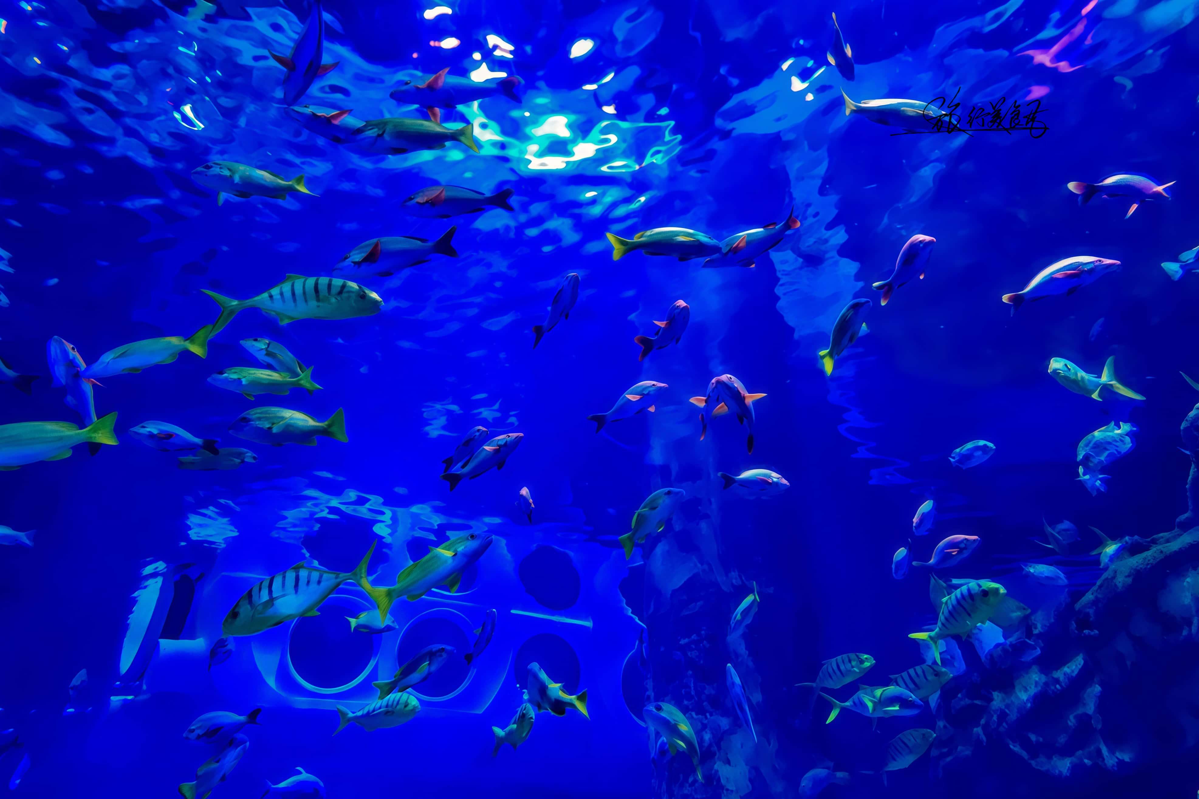 旅行美食君 的想法: 襄阳奇幻谷蓝色海底世界,浪漫之旅