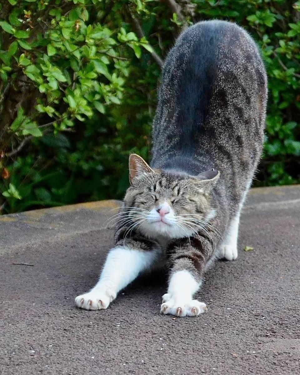 看看这些猫咪,伸懒腰的时候多么可爱,越看越想撸