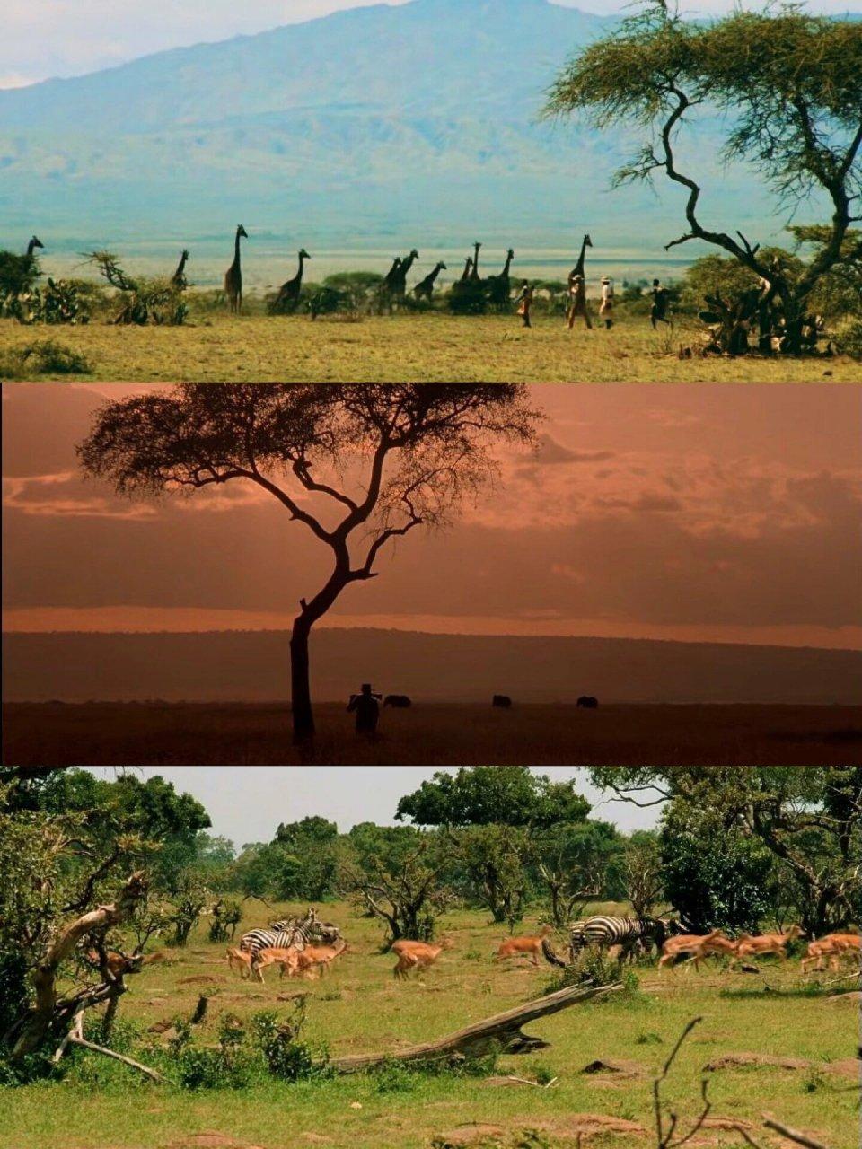 锦鲤小富婆 的想法: 电影《走出非洲》