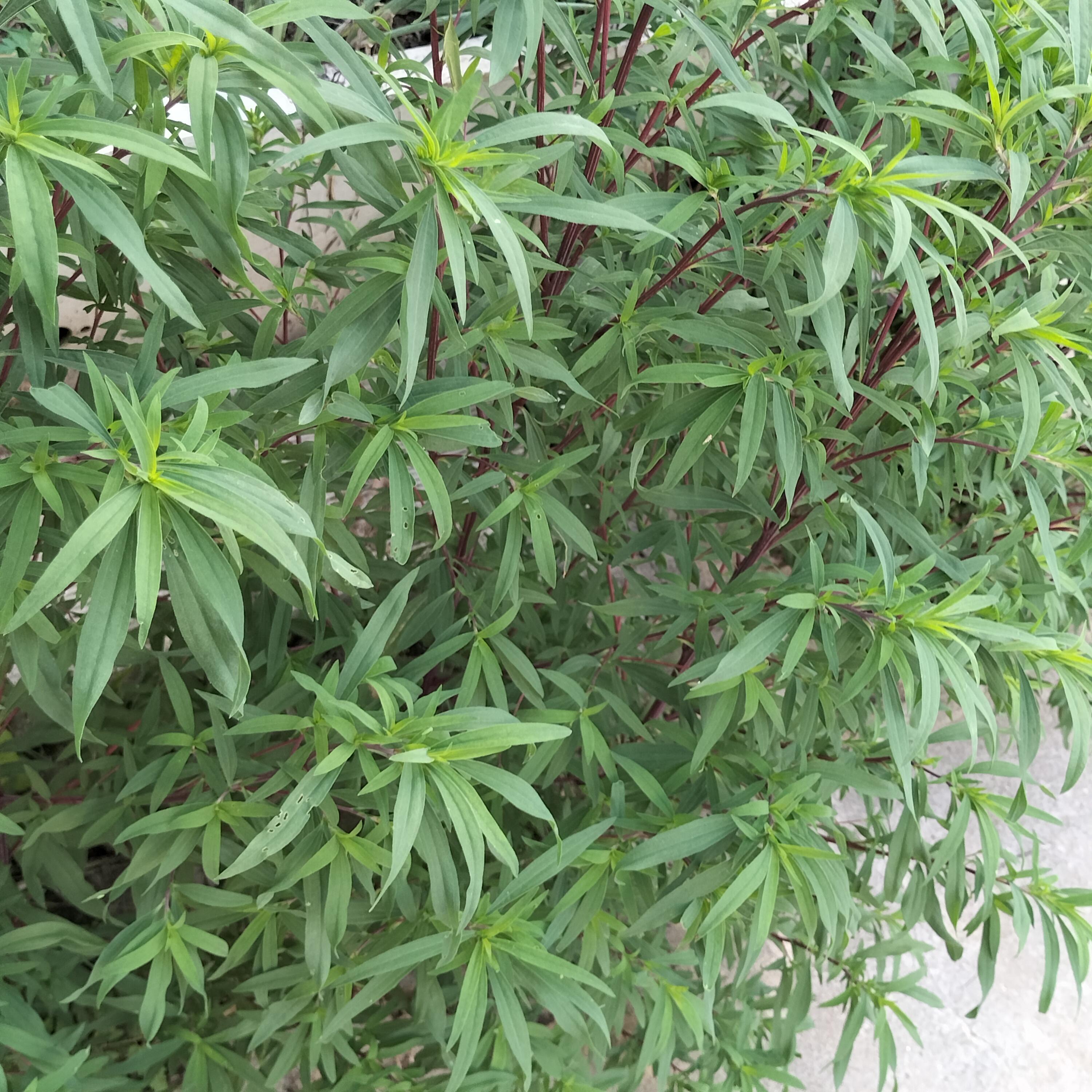 云朵家居生活馆 的想法: 扫帚菜