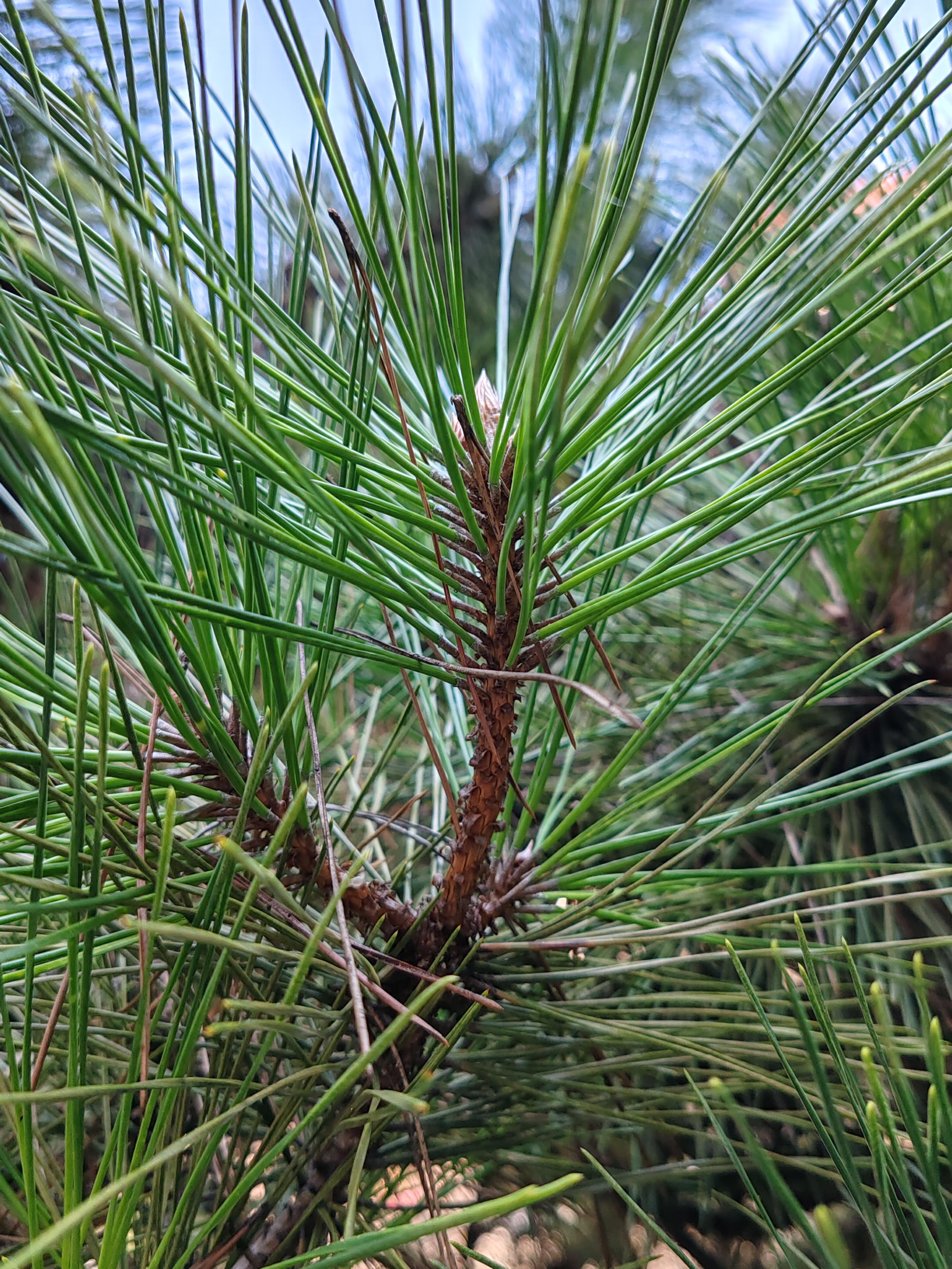 松针(pine needle)也称松叶,猪鬃松叶