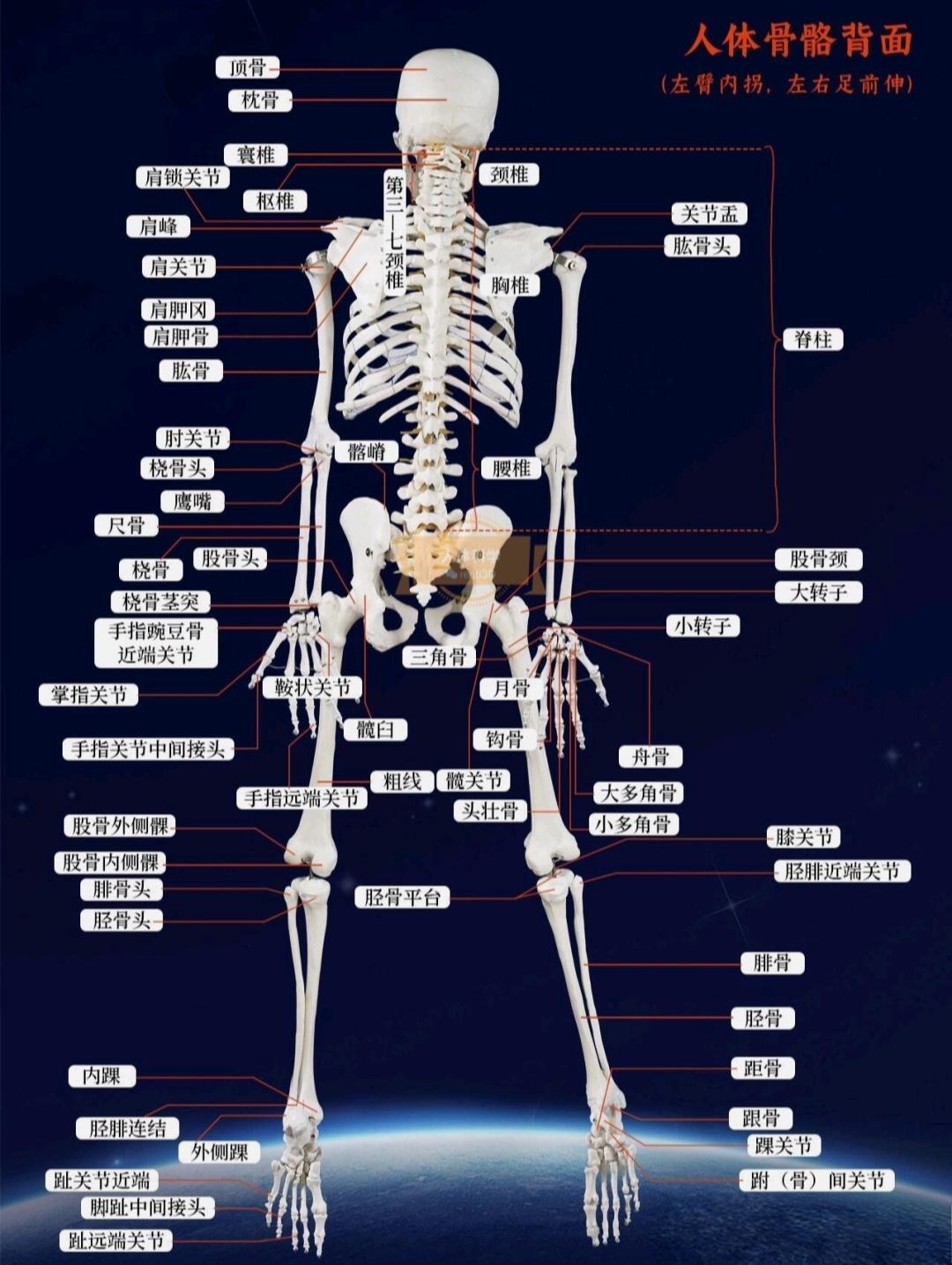 了该想法 理赔实务知识:人体骨骼