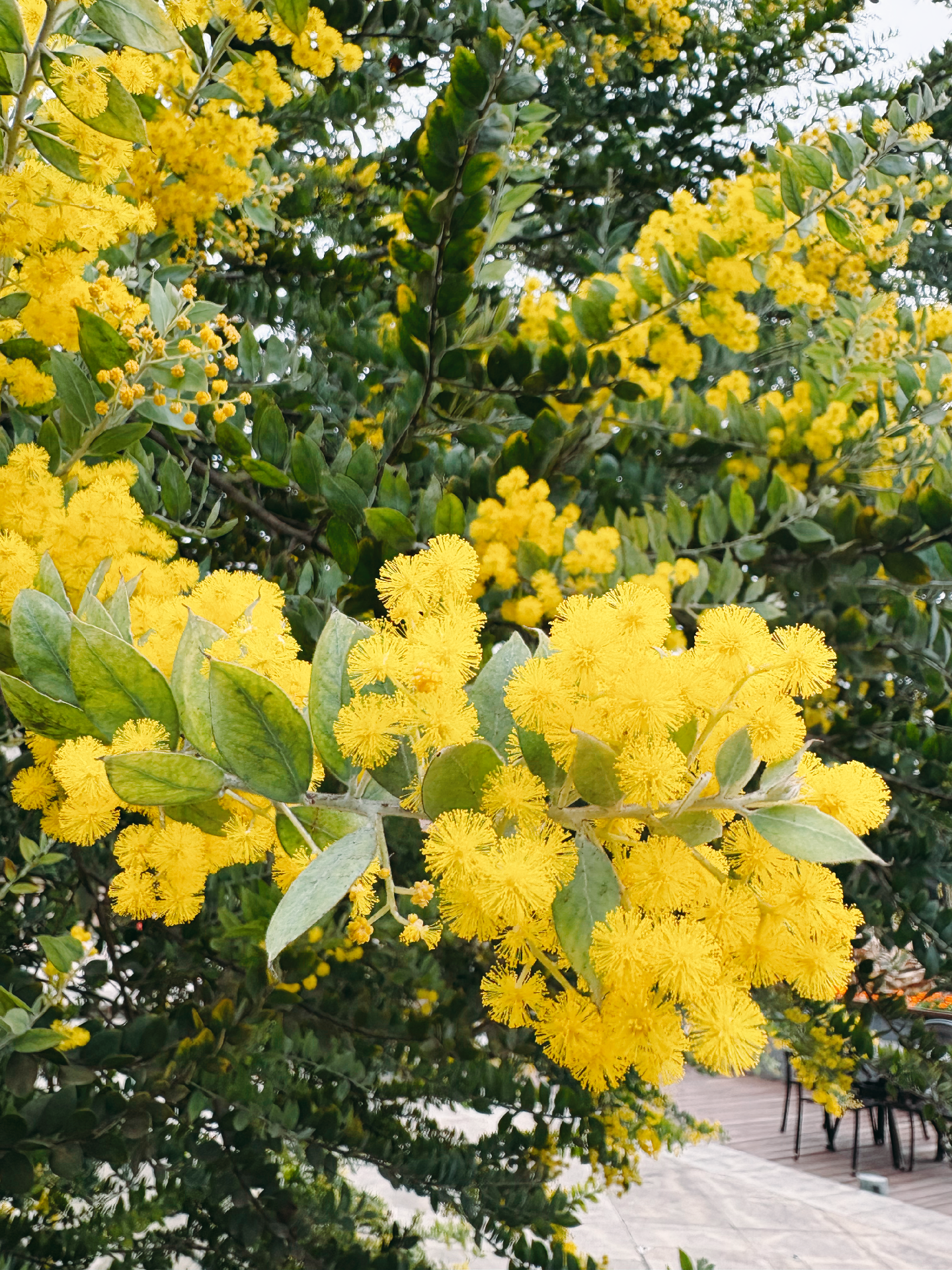 微风语 的想法: 春天的小黄花