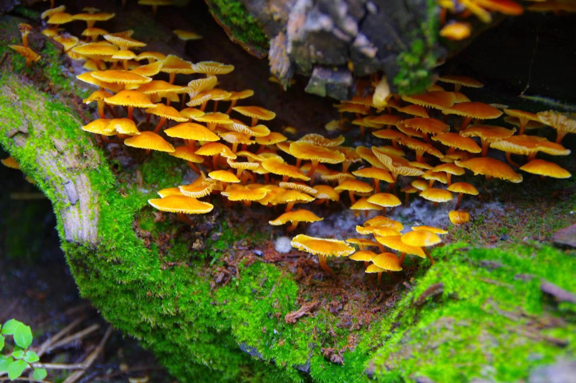 橄榄类脐菇拍摄装备属于类脐菇科的真菌其外观独特菌盖通常呈现橄榄色