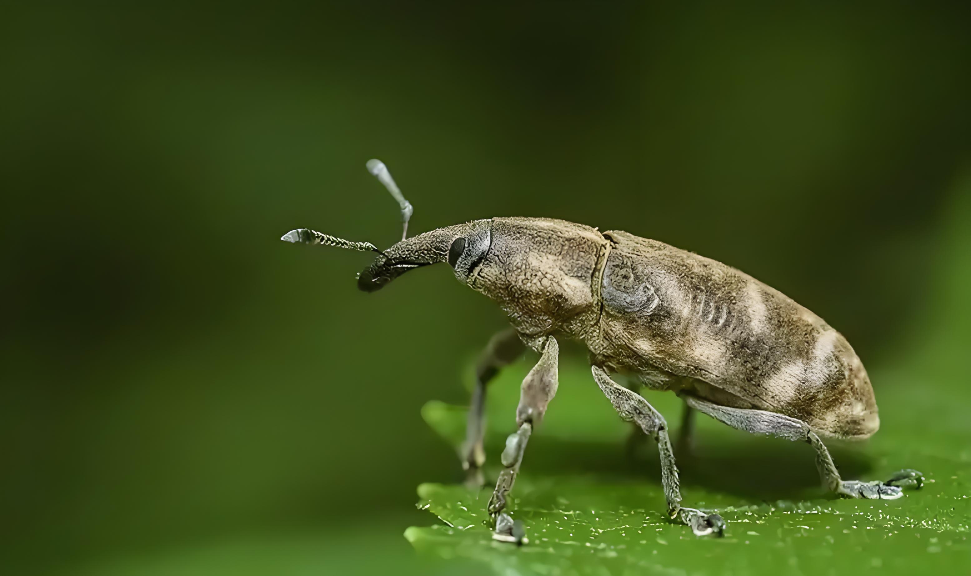 水稻象鼻虫独白稻田里的钻孔工程师下岗记我是水稻象鼻虫江湖诨名隧道