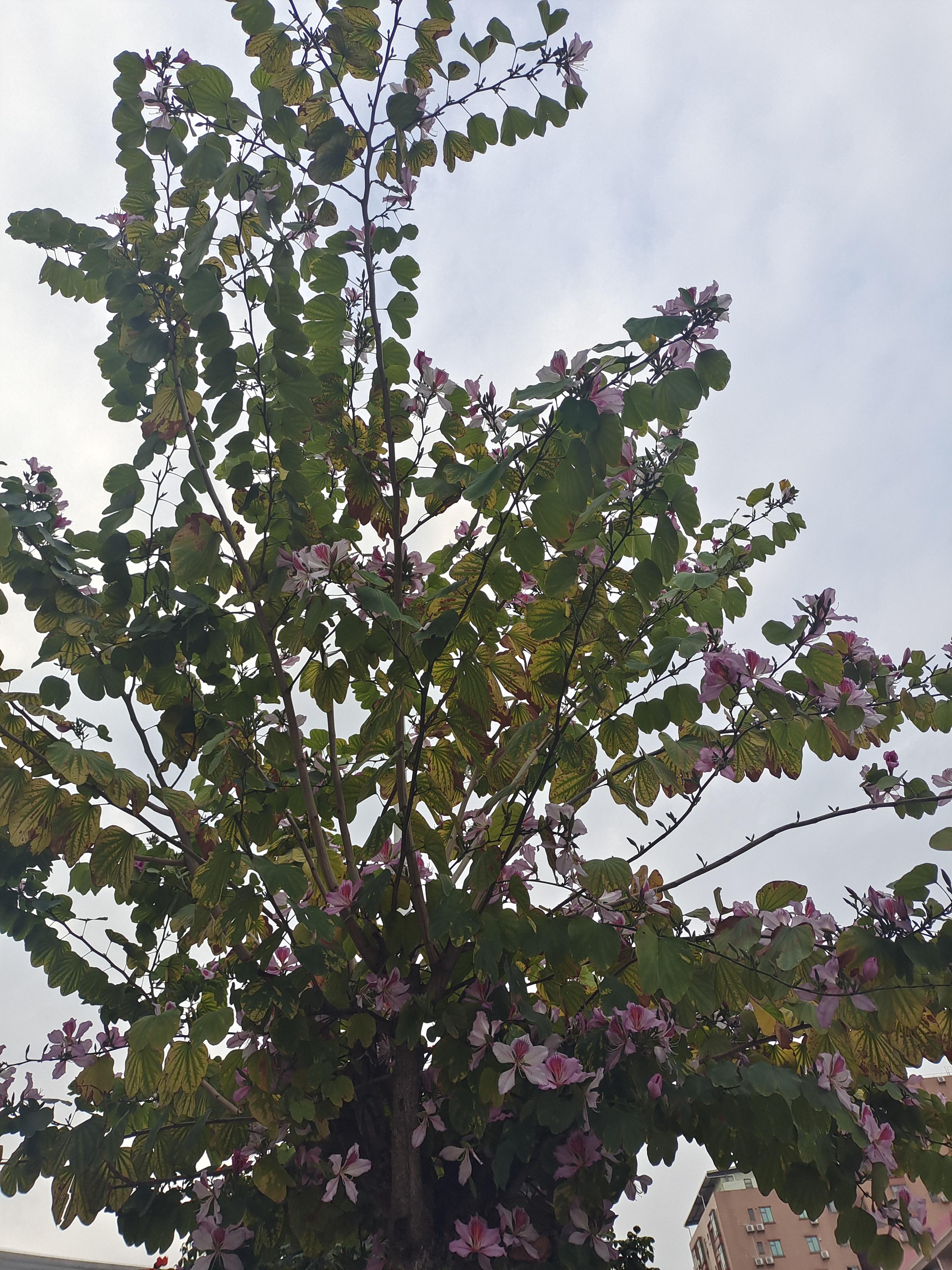在红艳艳的花树间,格外耀眼.白花羊蹄甲 ,吃出
