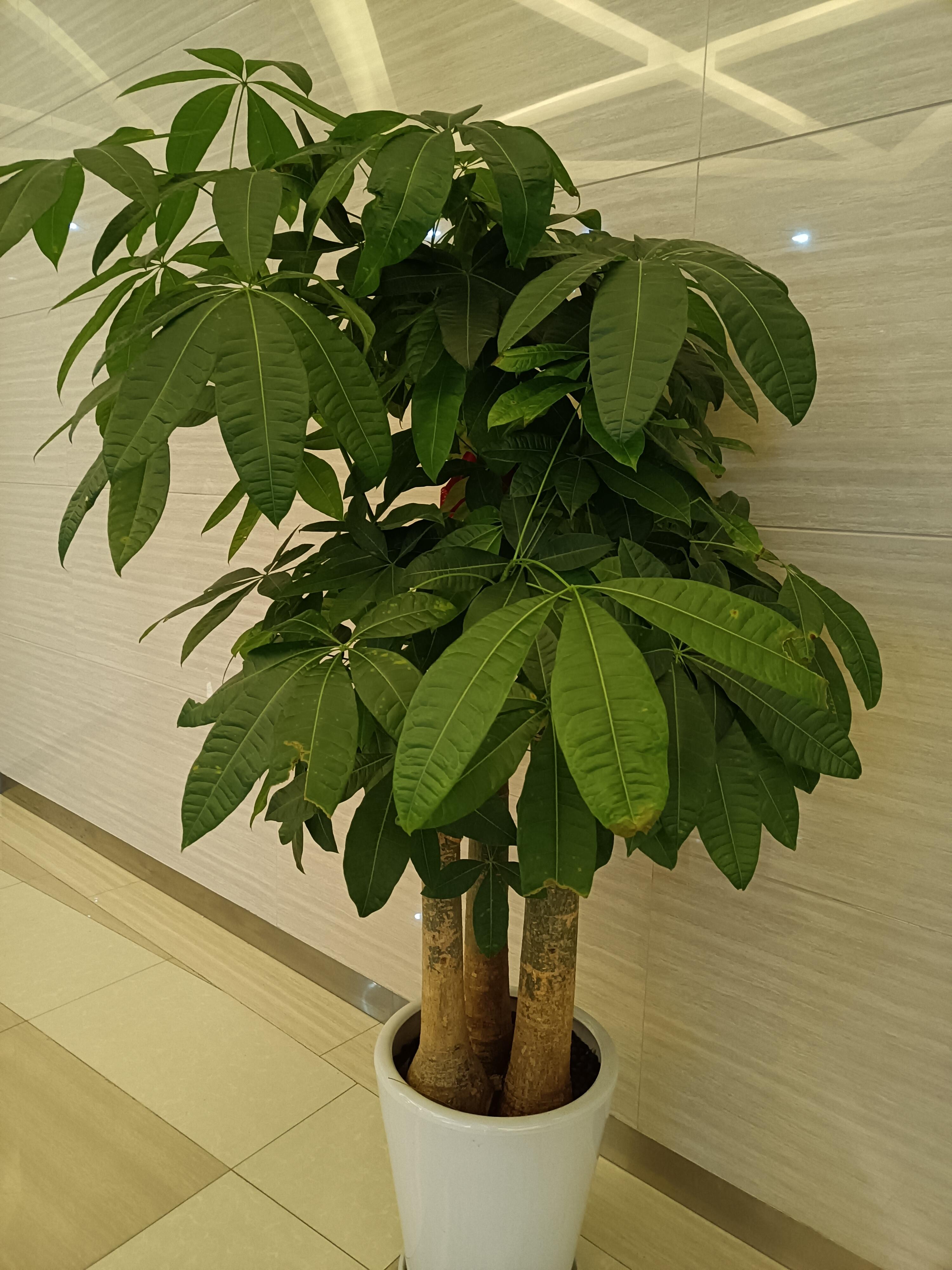 绿萝叶子 希望未来每一天工作和生活都顺顺利利明天更好 买个吉祥物