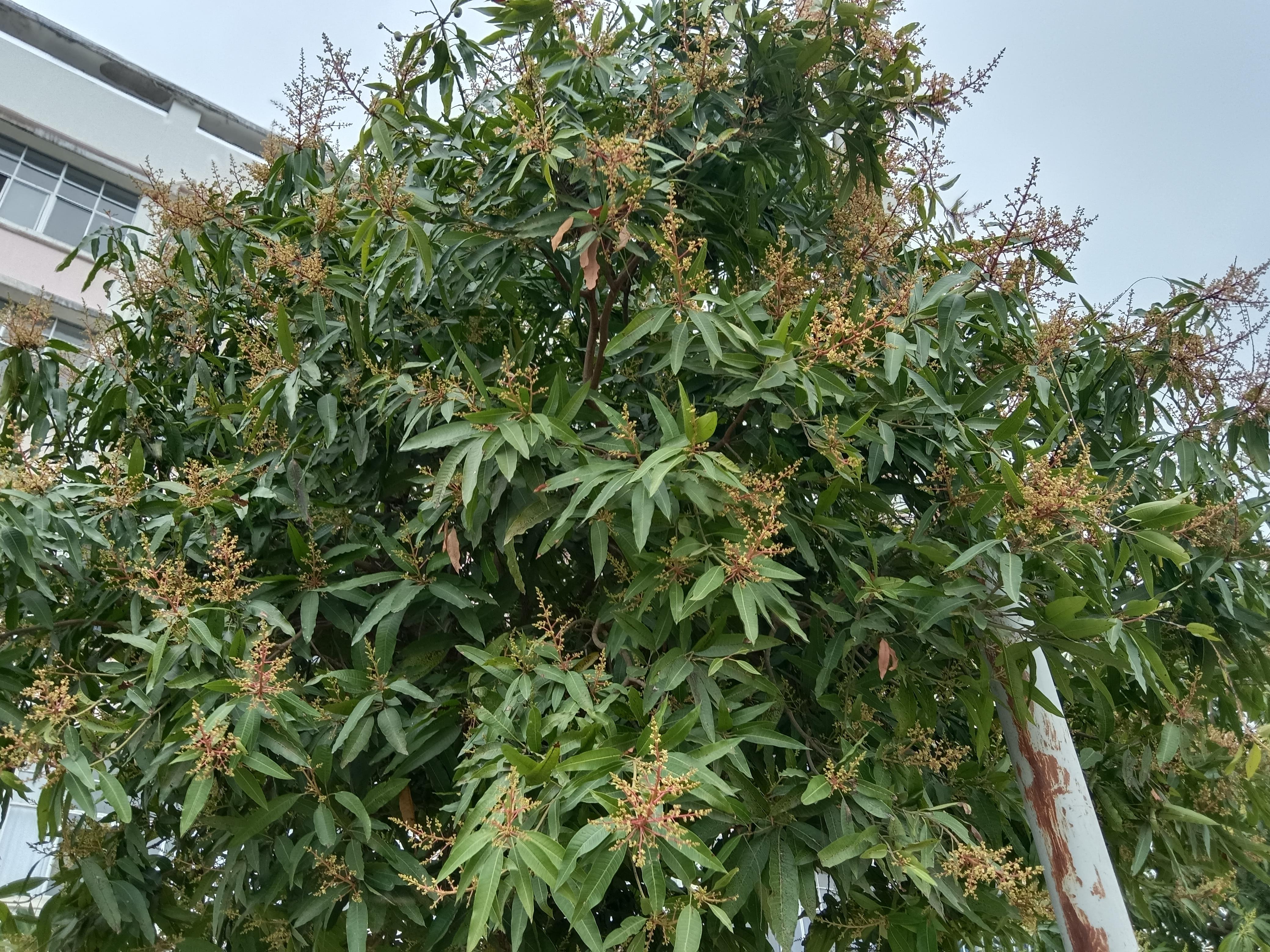 悠然自得 的想法: 芒果花