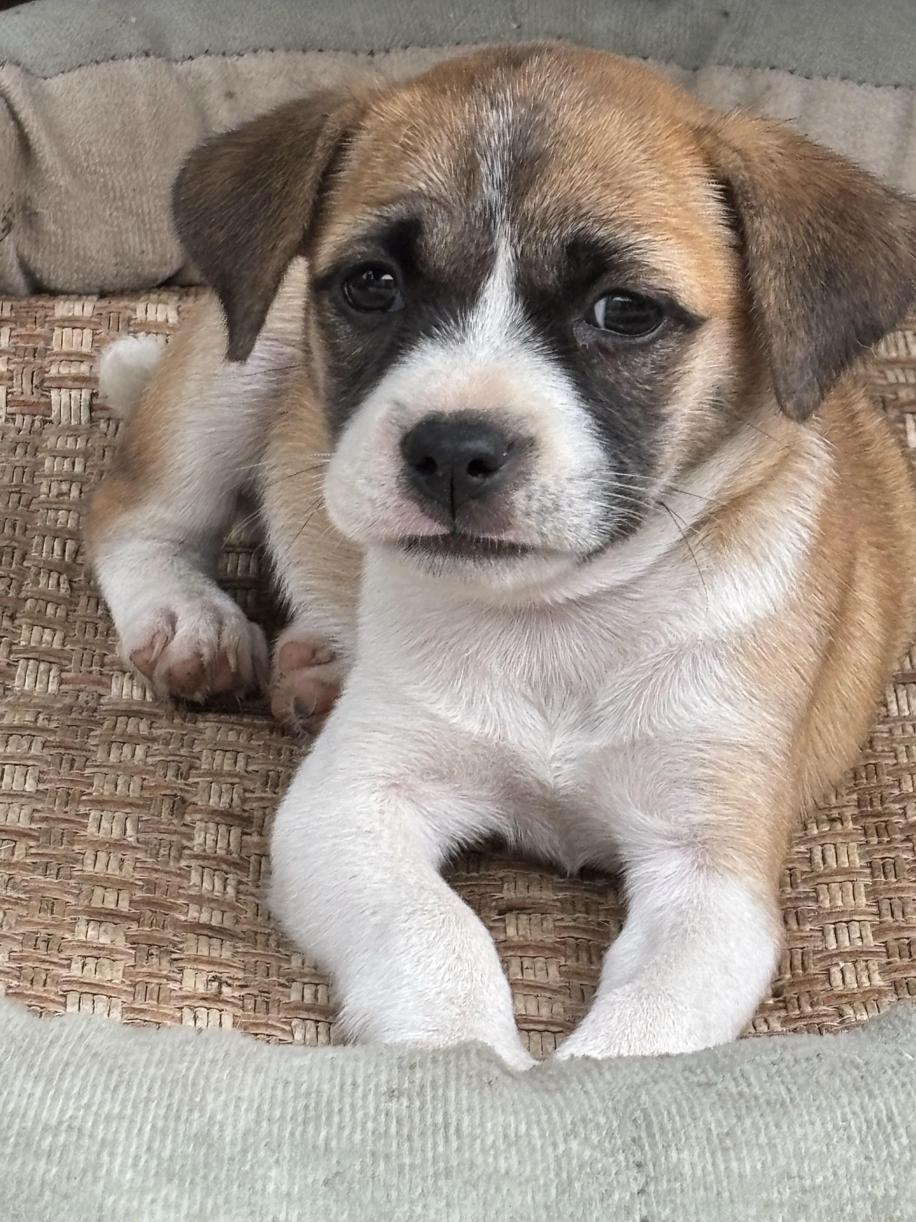 唐十二 的想法: 土狗