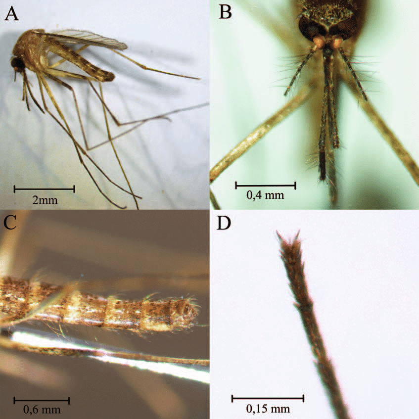 三眼乌鸦 的想法: 全球最广泛分布的疾病媒介：尖音库蚊（Common house mosquito /家蚊） | 尖音库蚊复合体（Culex ...