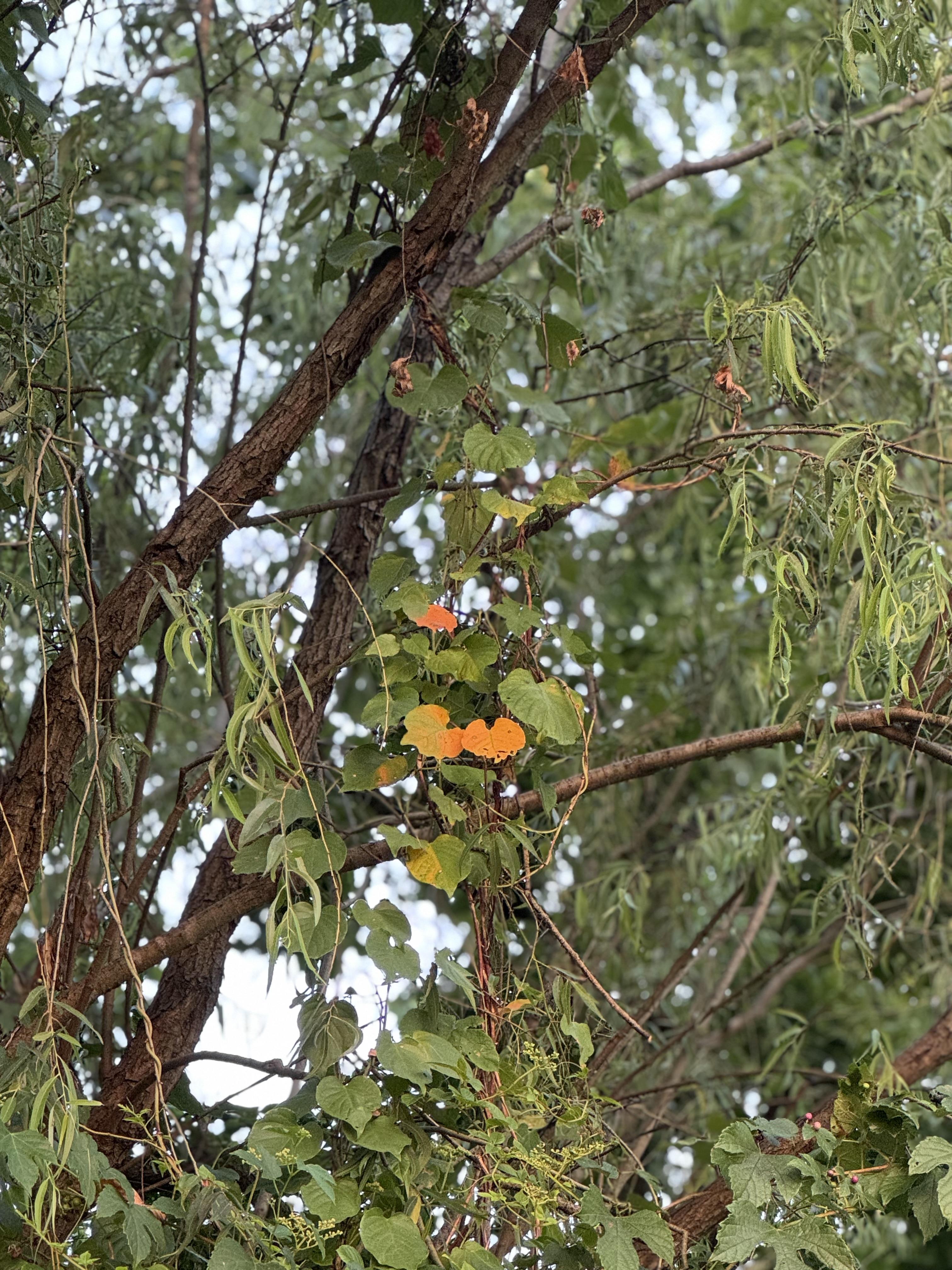 不过仔细一看:有些只是倾斜的阳光给油亮亮的