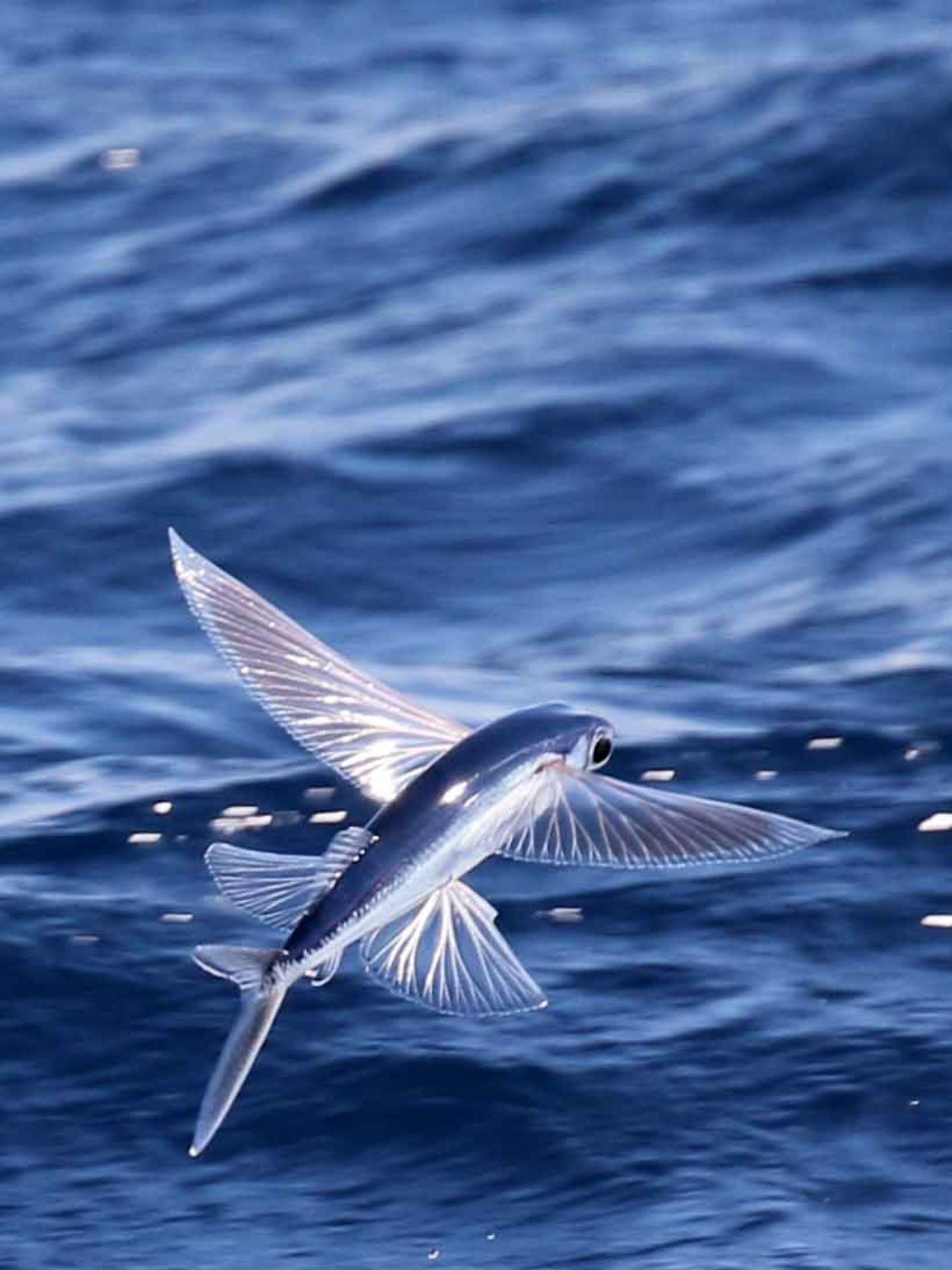 肉质鲜美的飞鱼你尝过吗它是怎么飞起来的飞鱼是一种海洋鱼类属于硬骨