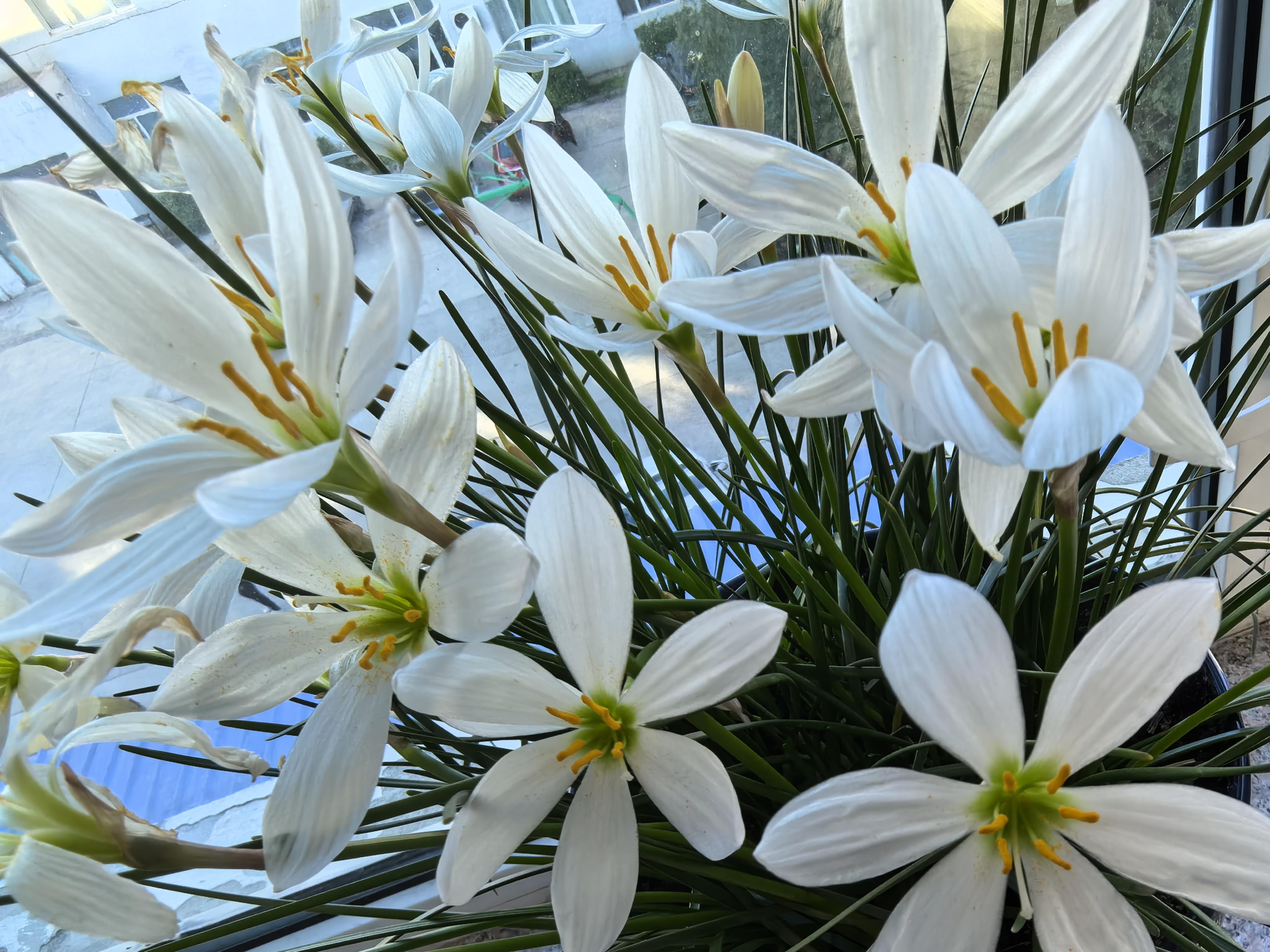 小五 的想法: 白色兰花