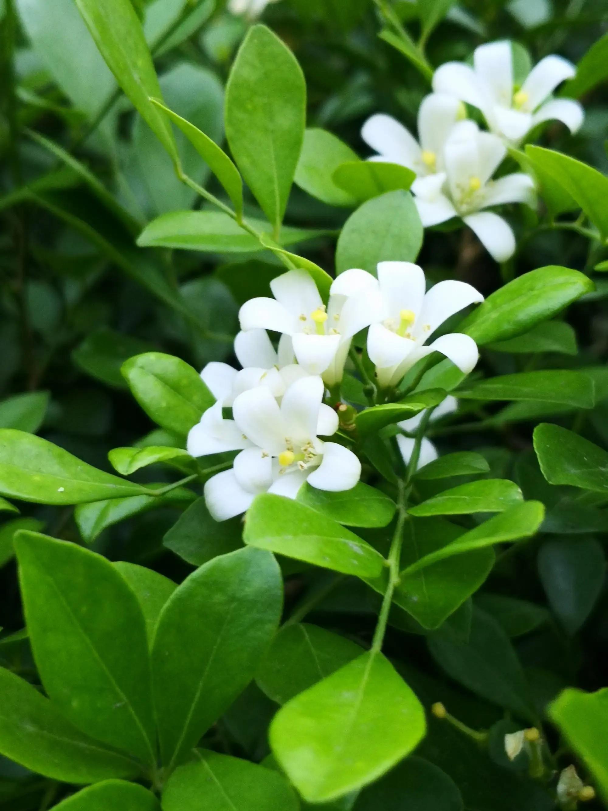 局外人 的想法: 七里香