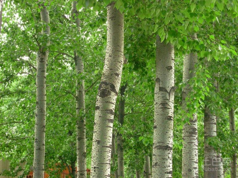 当年明月 的想法: 杨树(拉丁学名:Populus L.),杨柳科杨属植物。它主要分布于华中、华北、西北、东北等广阔地区。其树干… - 知乎