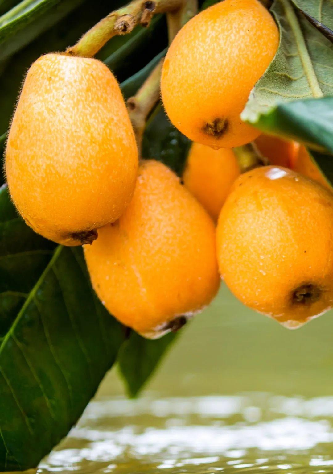 吉祥知道 的想法: 春天应季水果:枇杷