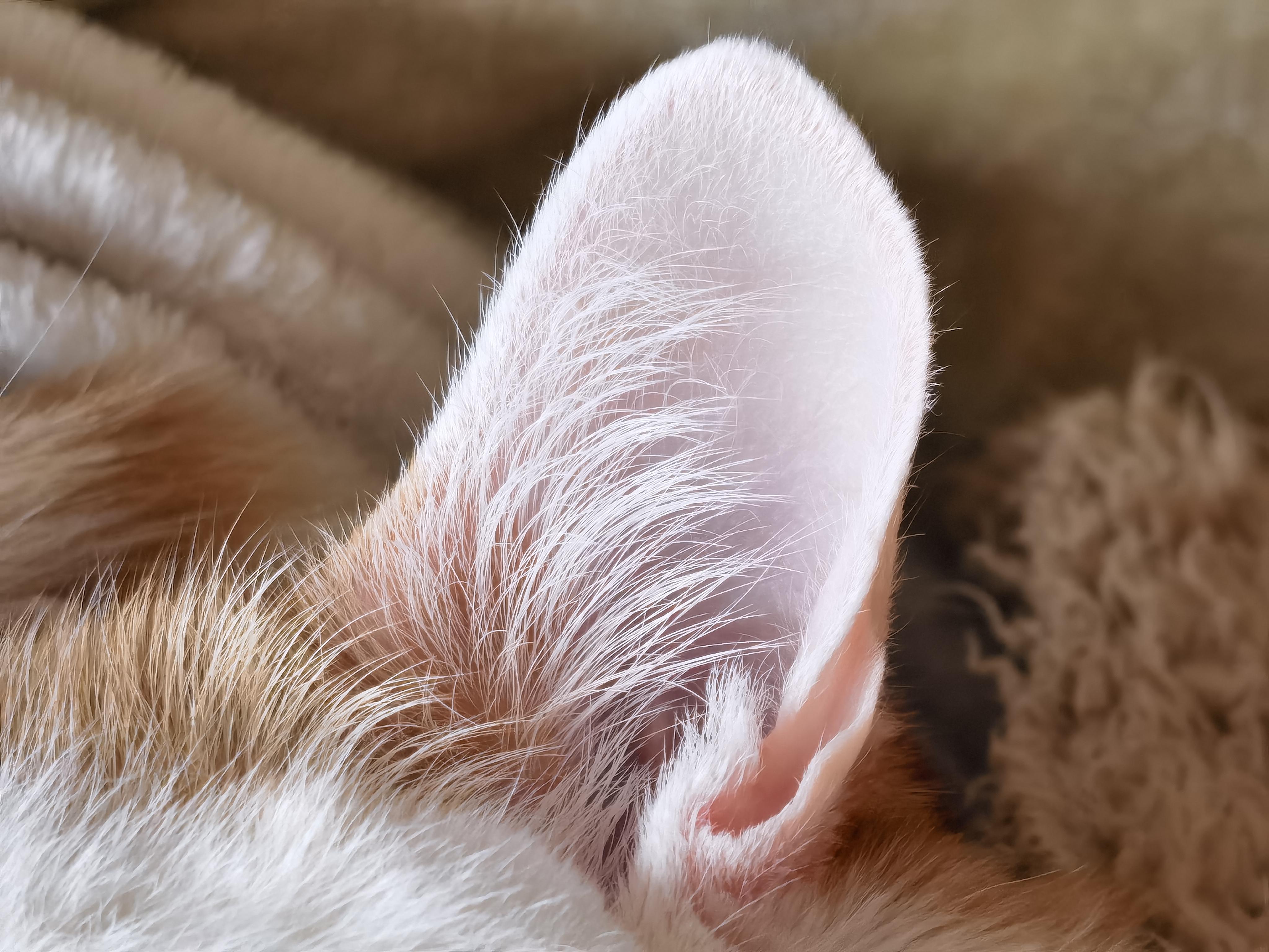 周的岛 的想法: 猫耳朵