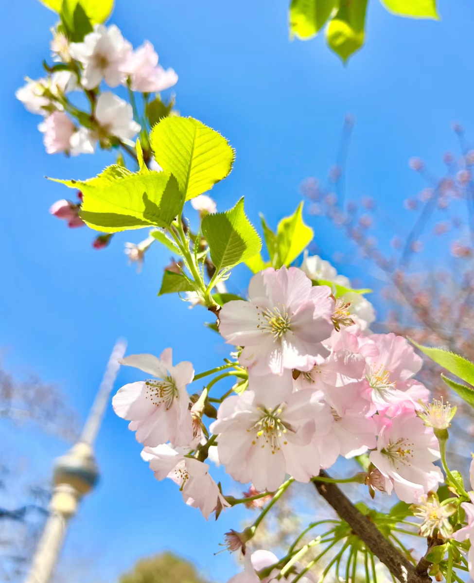 荔枝君 的想法: 玉渊潭春季限定樱花美翻了,错过再等一年!