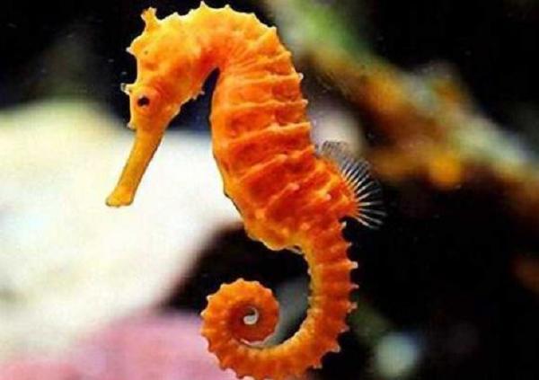 知否 的想法: 以下海洋动物会变色的是? br>a,海马; br>b,金枪鱼.