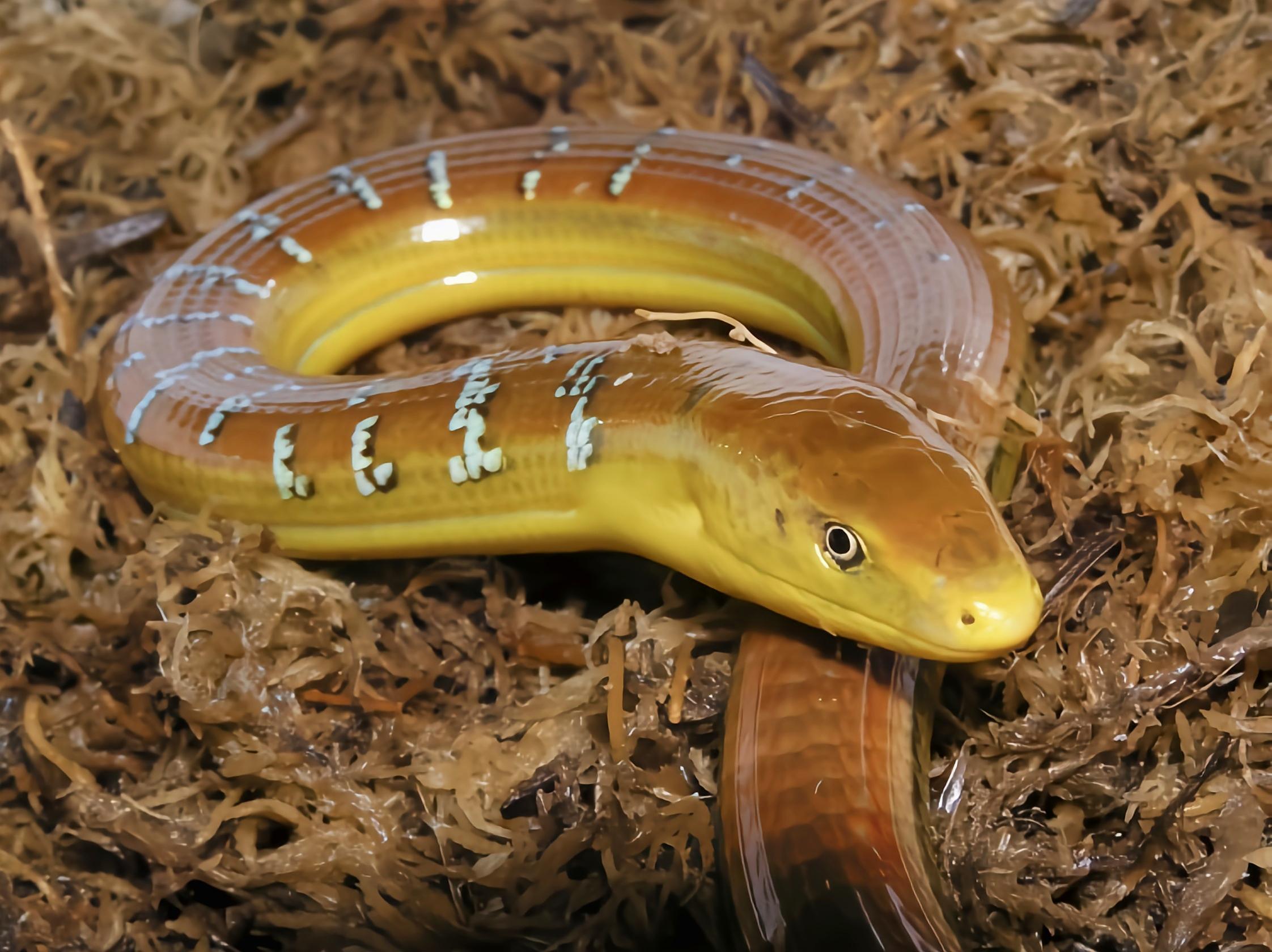 每天认识一种动物脆皮蜥脆皮蜥蛇蜥科爬行动物体肥状全身覆有鳞片似蛇