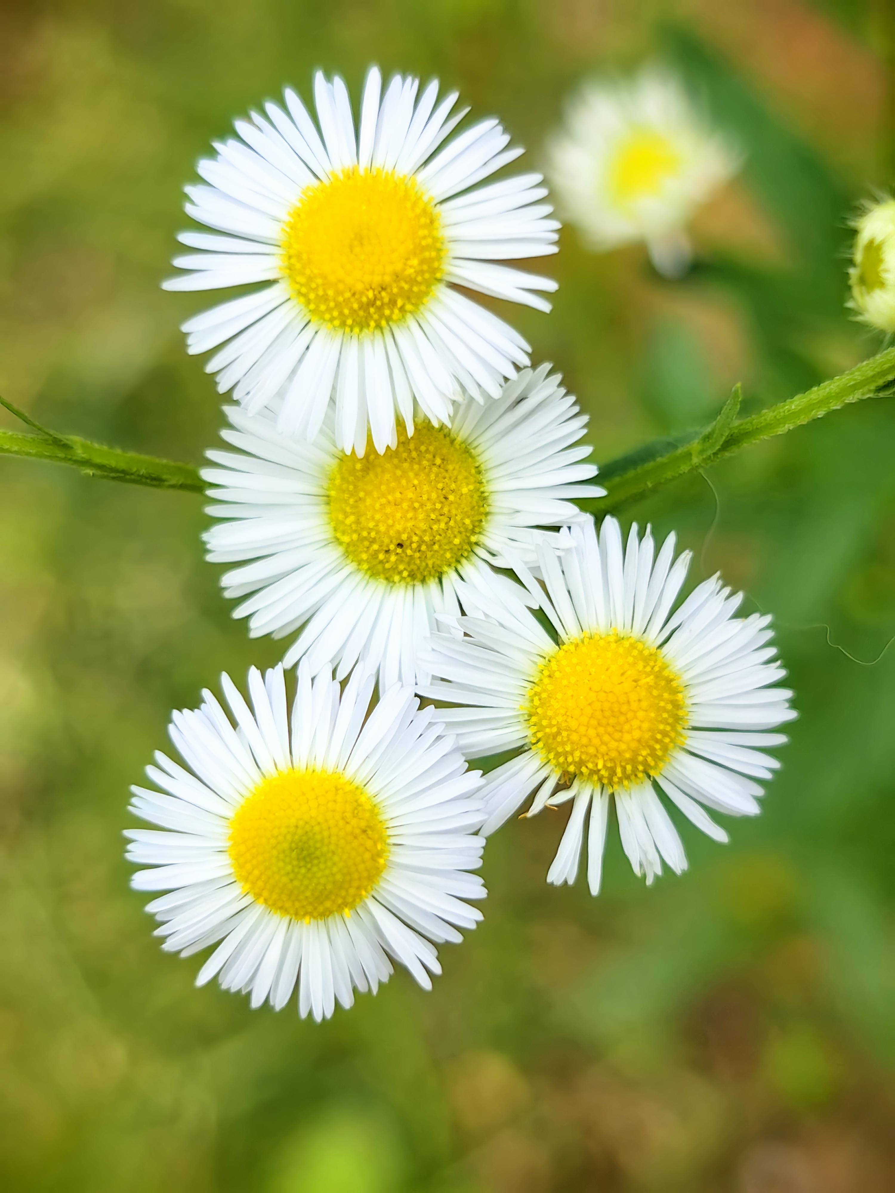 霄鹰 的想法: 美人蕉叶片的色泽与纹理 雏菊自然生长的布局 会不会让