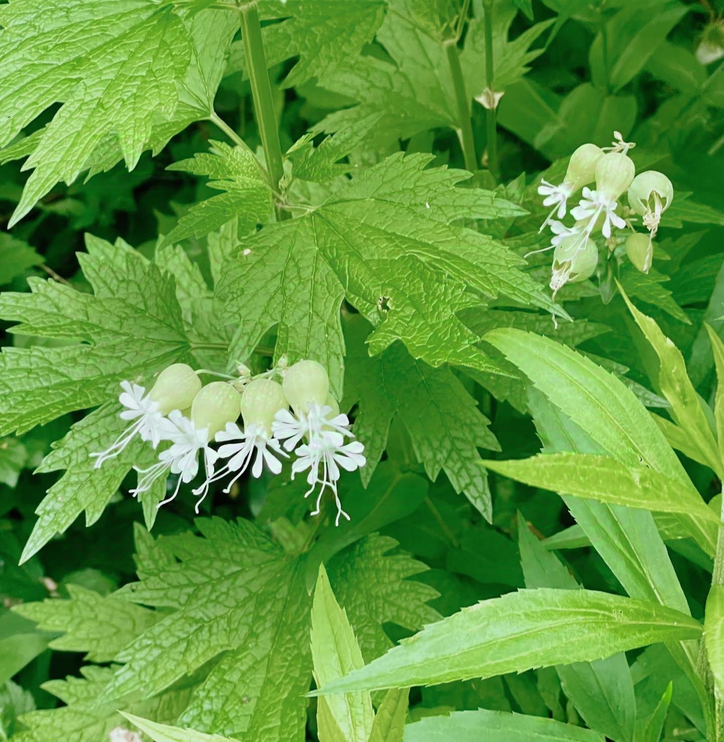植物图片 白玉草(silene vulgaris)为石竹科多年生草本