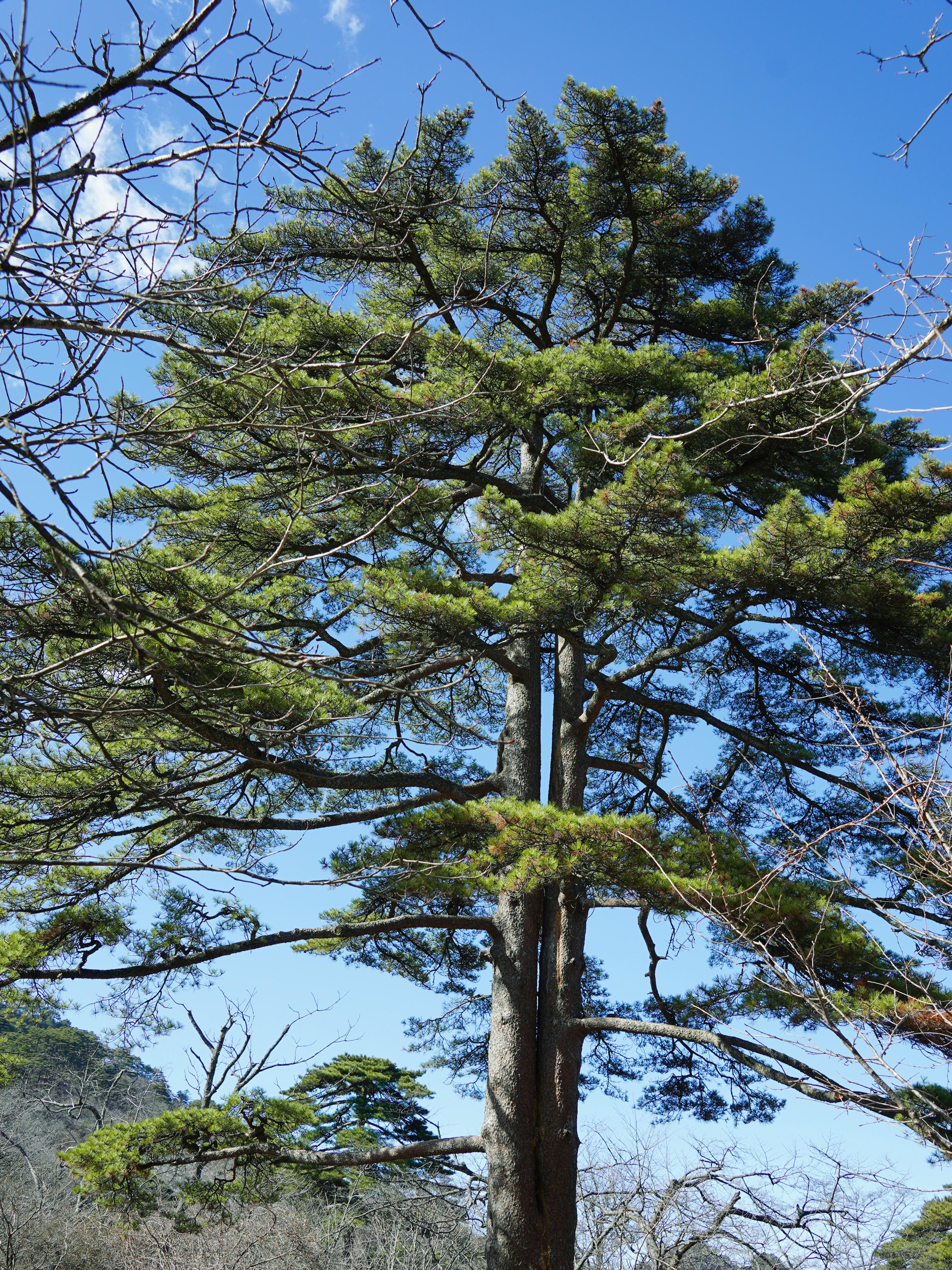 吕行记 的想法: 这个冬季去黄山吧