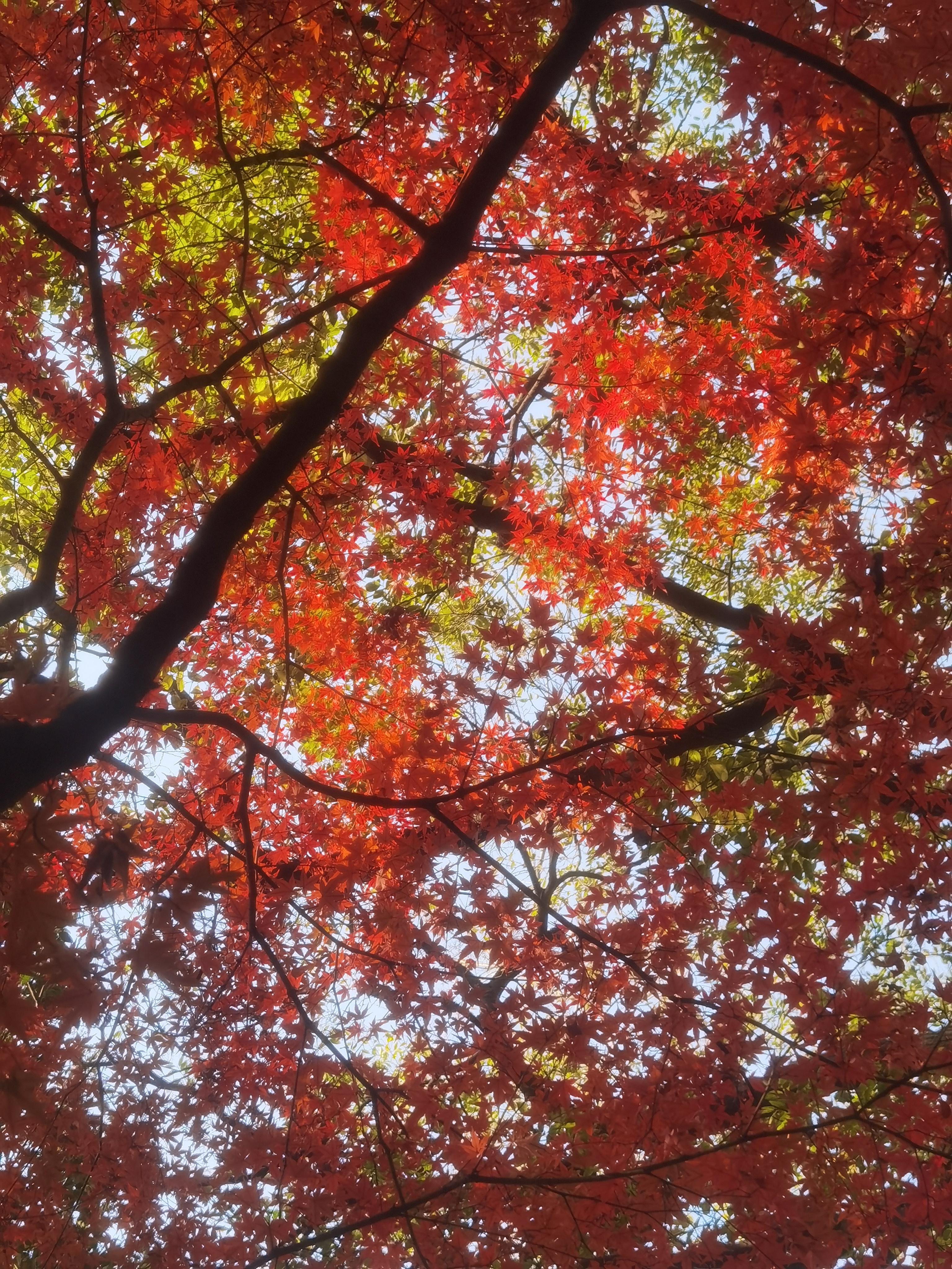 旅人 的想法: 红叶 | 红枫(槭树)开始变红了,阳光下各种温暖的橙红色