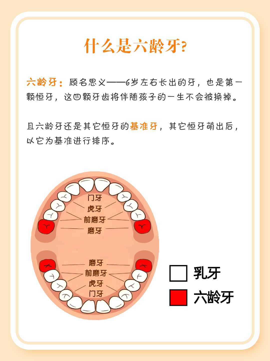 ⚠ 这颗牙齿是终身不换的