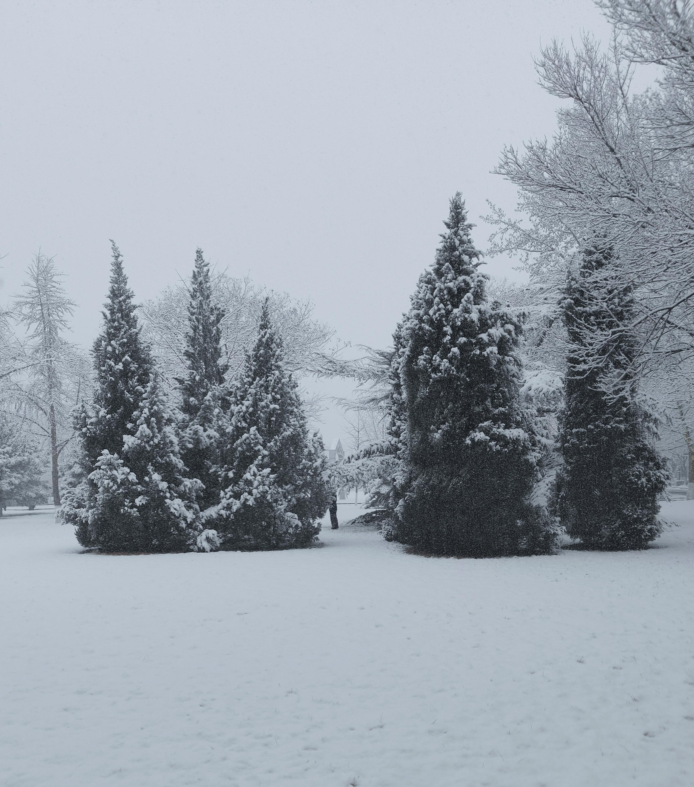 白茫茫的雪景图片