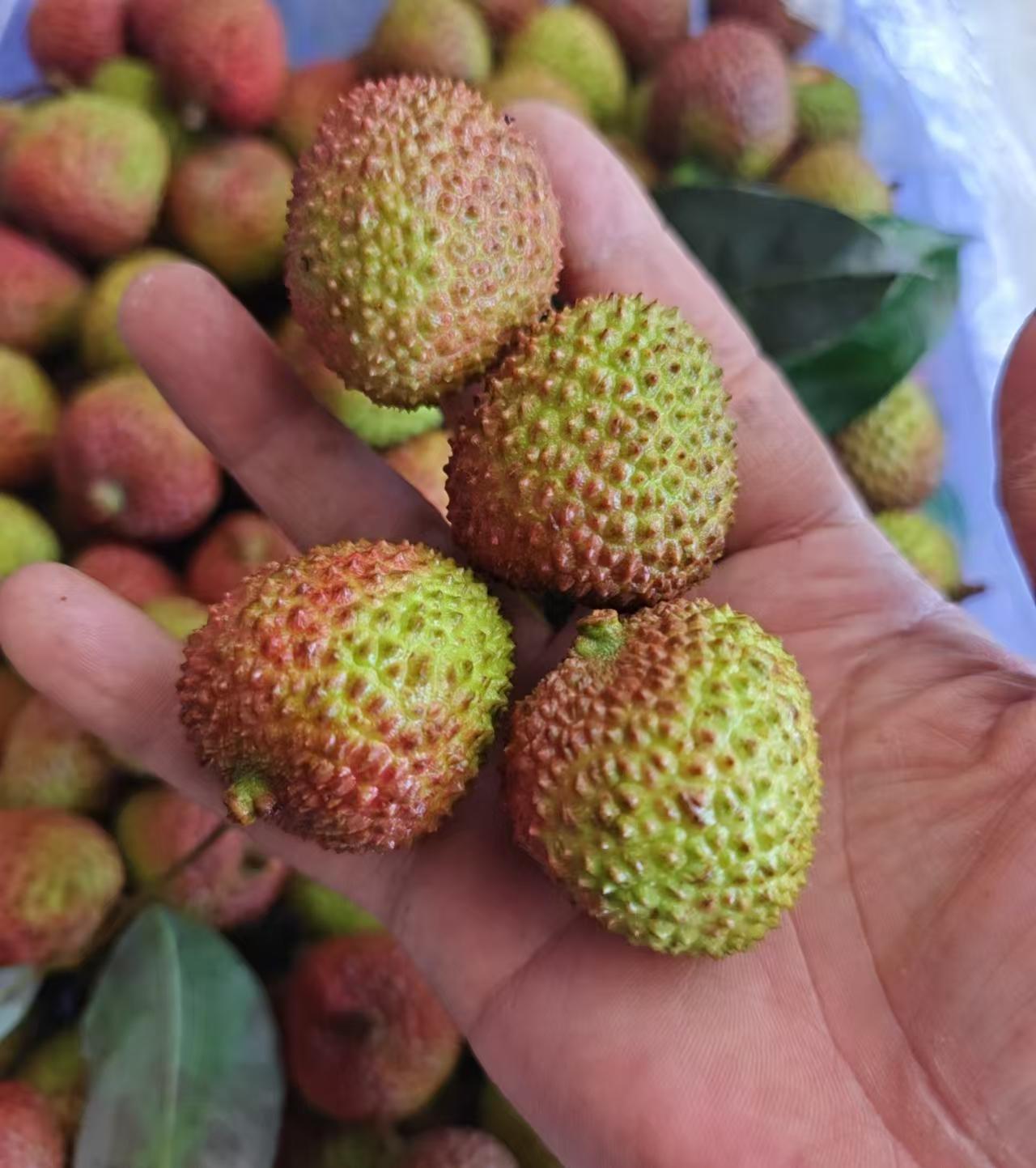 零丁 的想法: 如果你是《长安的荔枝》里的荔枝使,你能把荔枝送到长安吗?作为职场人,李善德做对了什么又做错了什么?… - 知乎