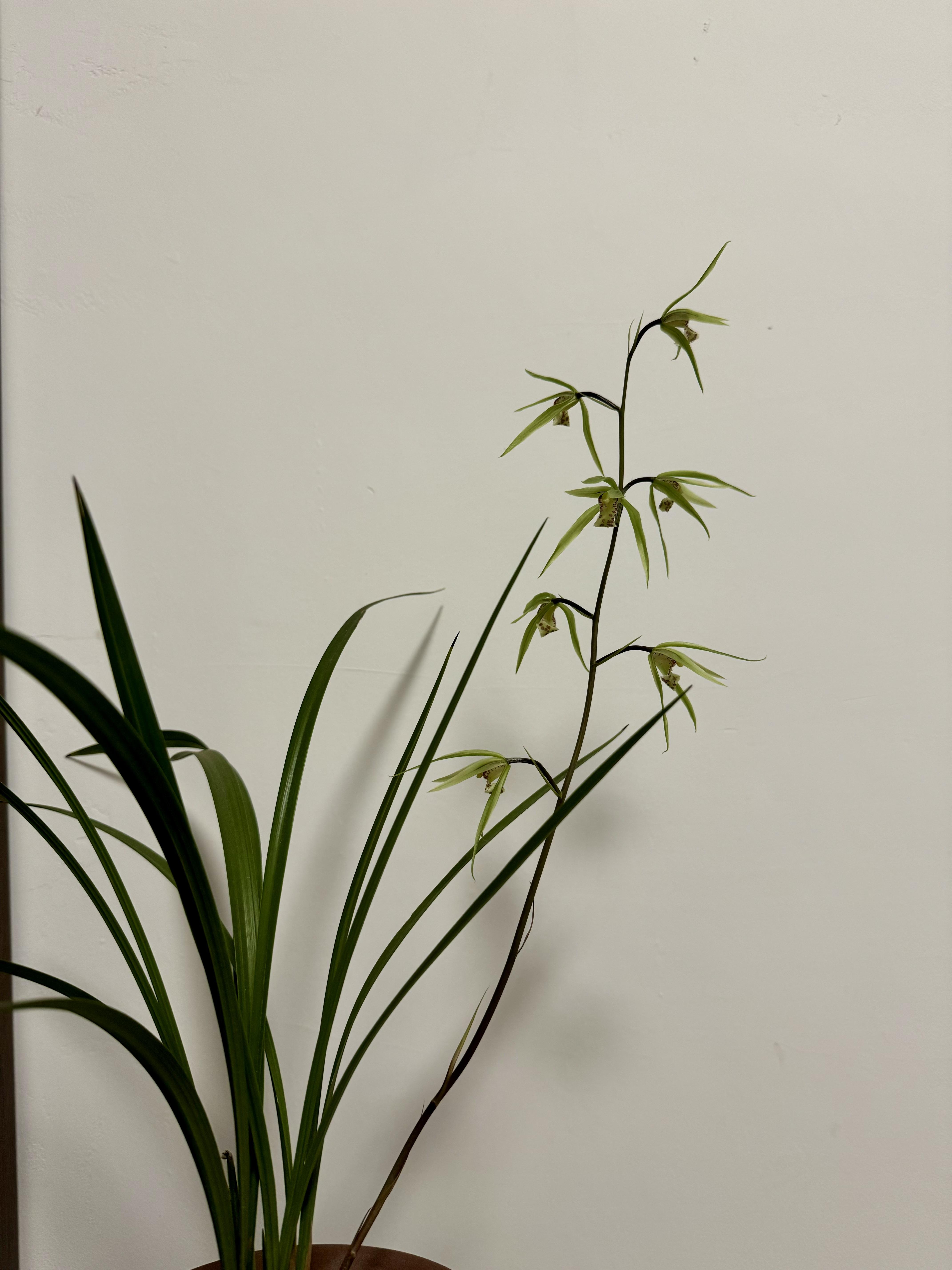 挥之不去的晖公子 的想法 今年冬天第一株寒兰开放