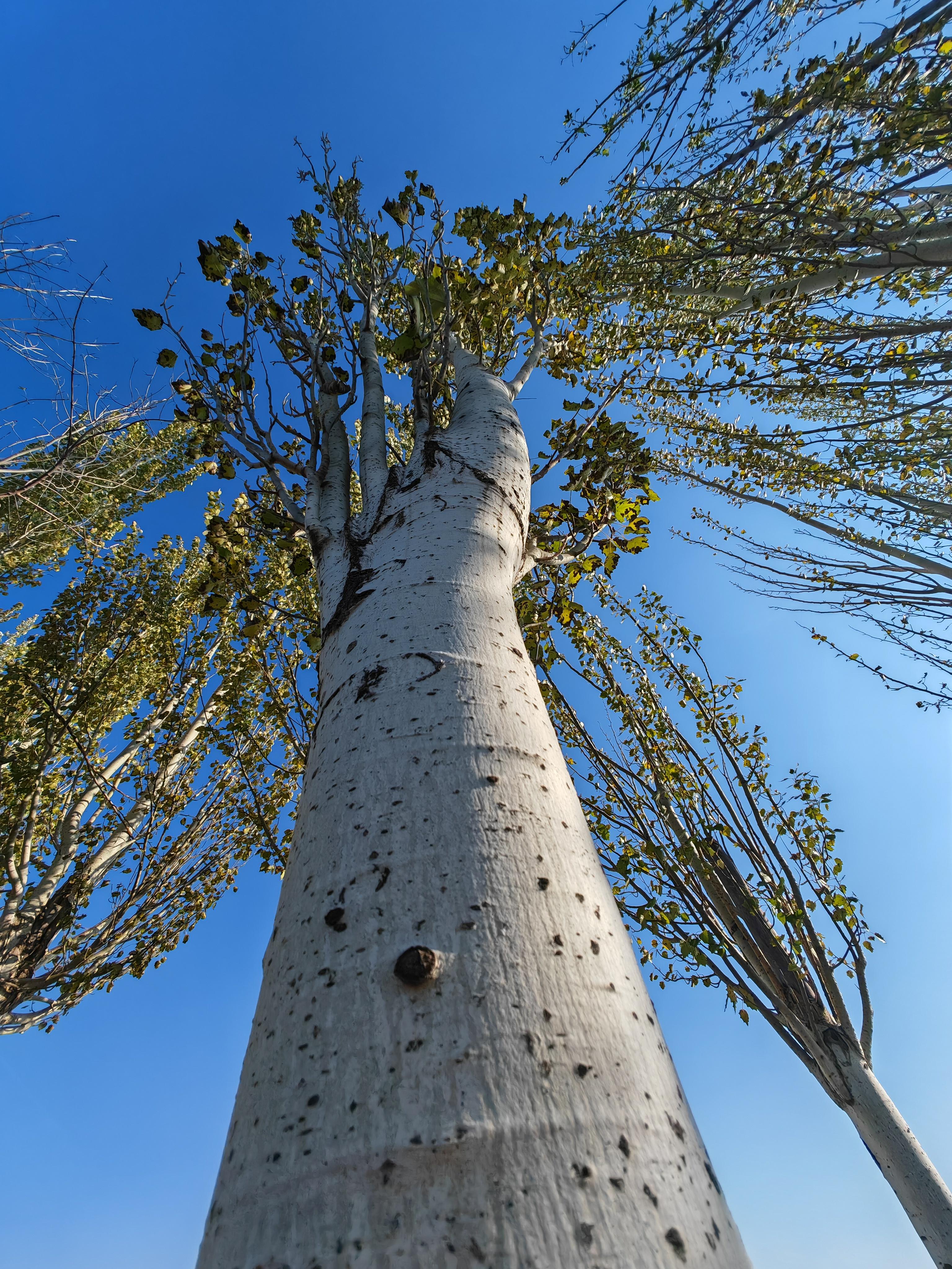析木顽学家 的想法: 原野的小白杨