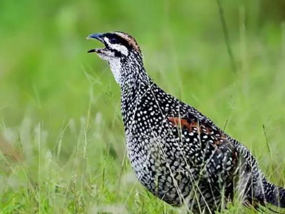 赵文武 的想法: 中华鹧鸪鸟 |  a class="hash_tag" href="https