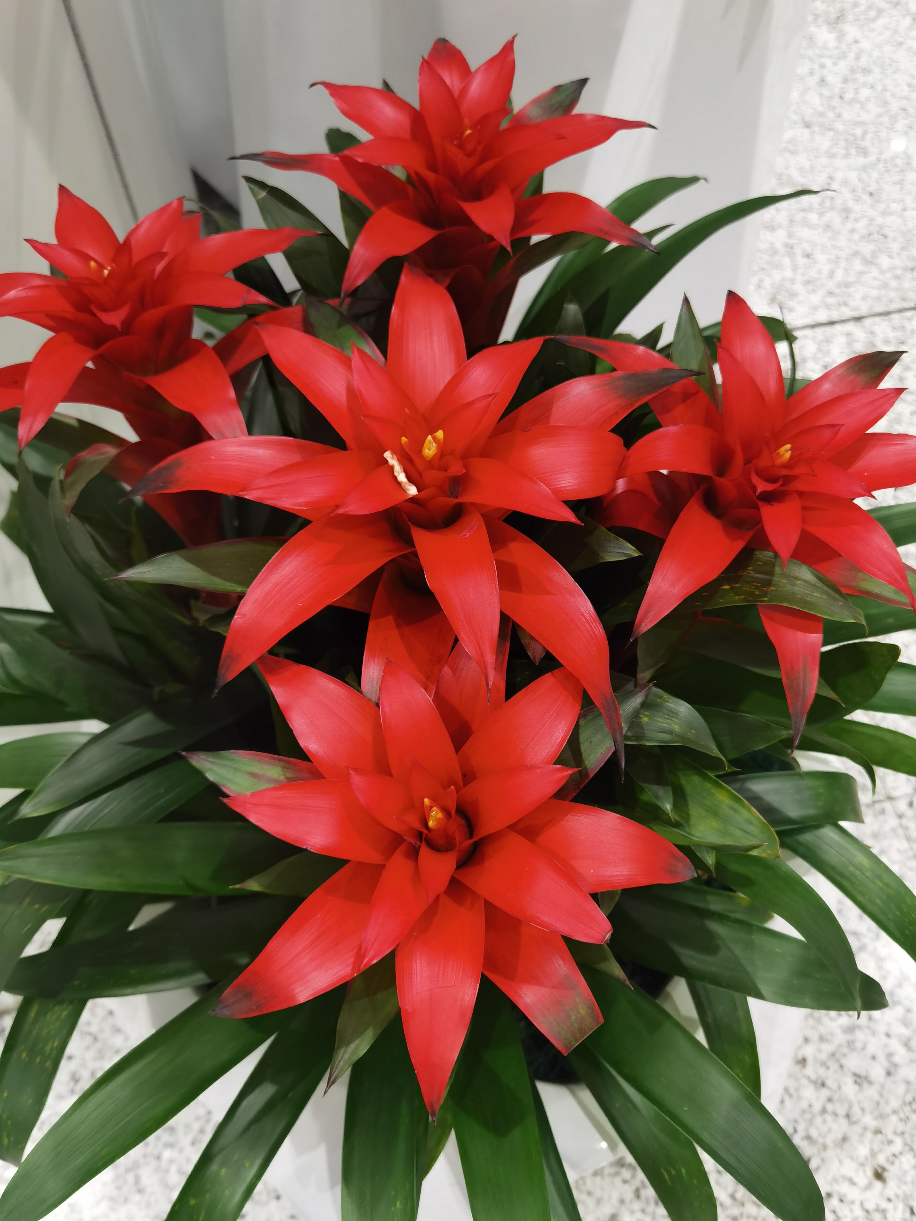 保险财富管家 的想法: 鸿运当头 | <a class="hash_tag" href="