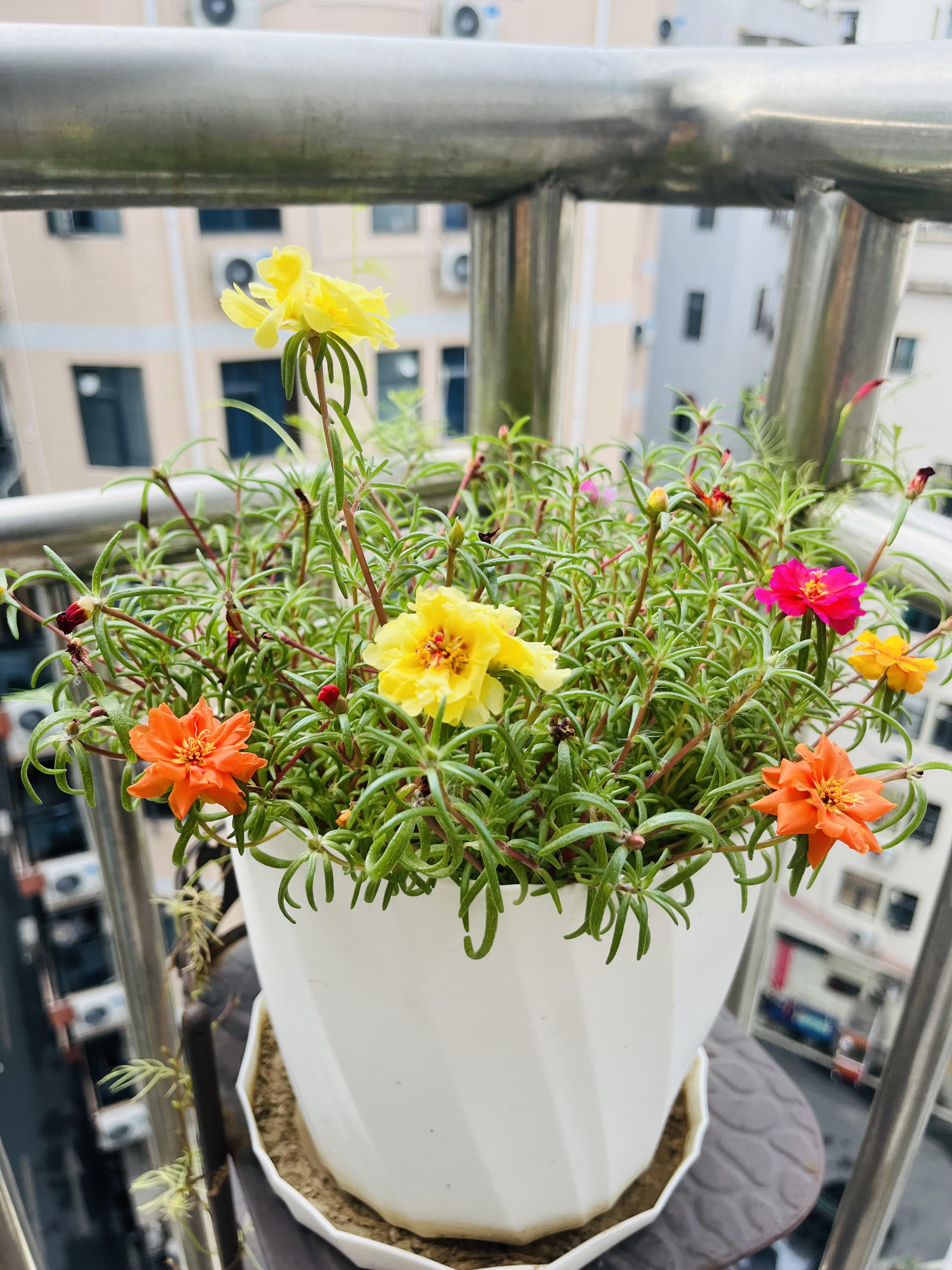 太阳花是马齿苋科的花卉植物,民间喜欢叫它"死不了"