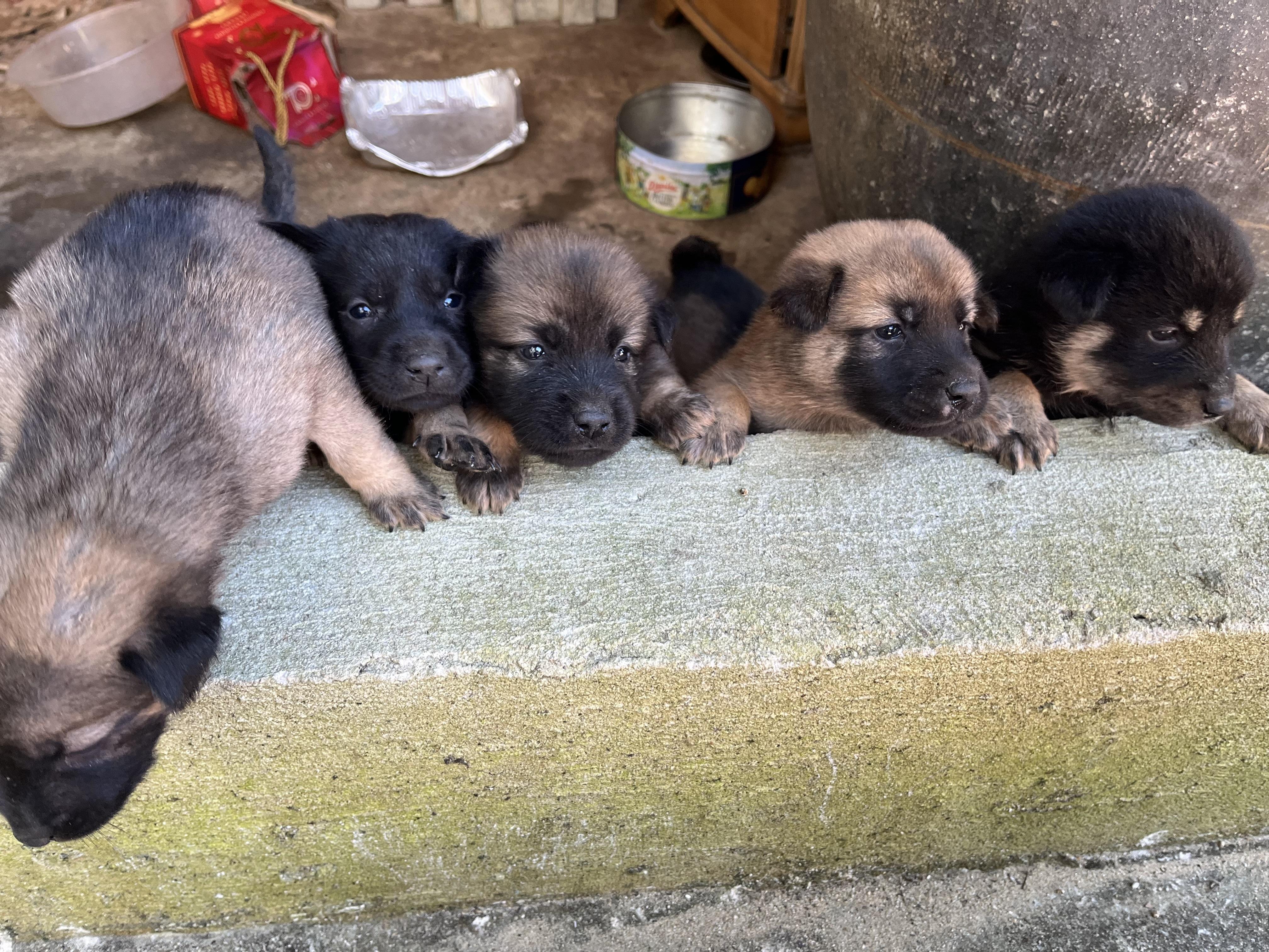 狗犊子图片