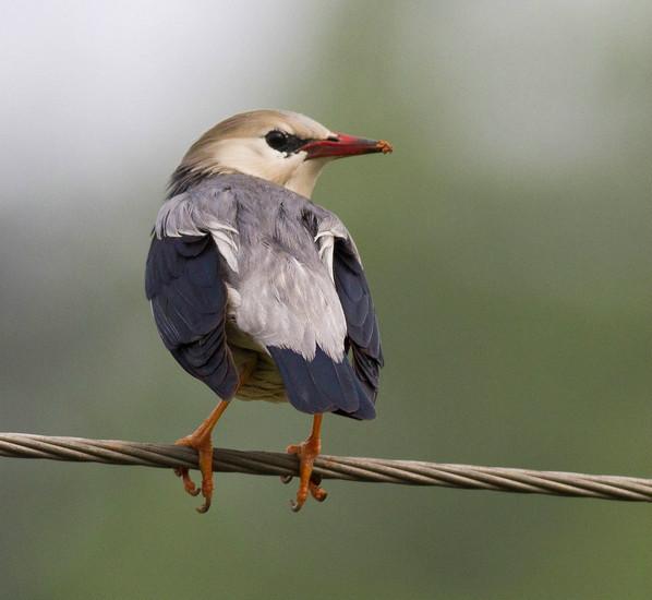 每天认识一种动物丝光掠鸟丝光椋鸟一种身披金属光泽的雀形目鸟类今天