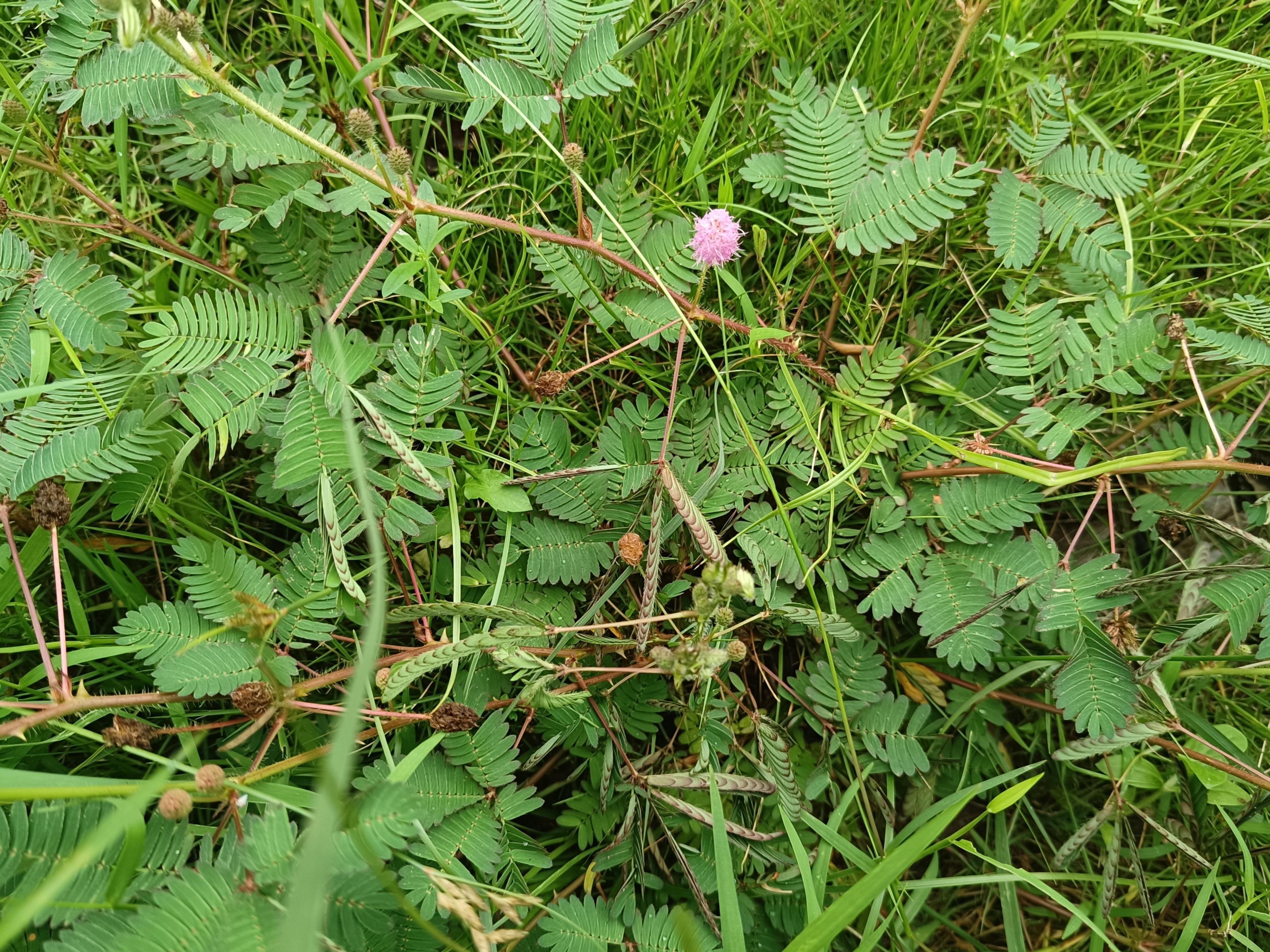 樊人不凡 的想法: 会开花的含羞草