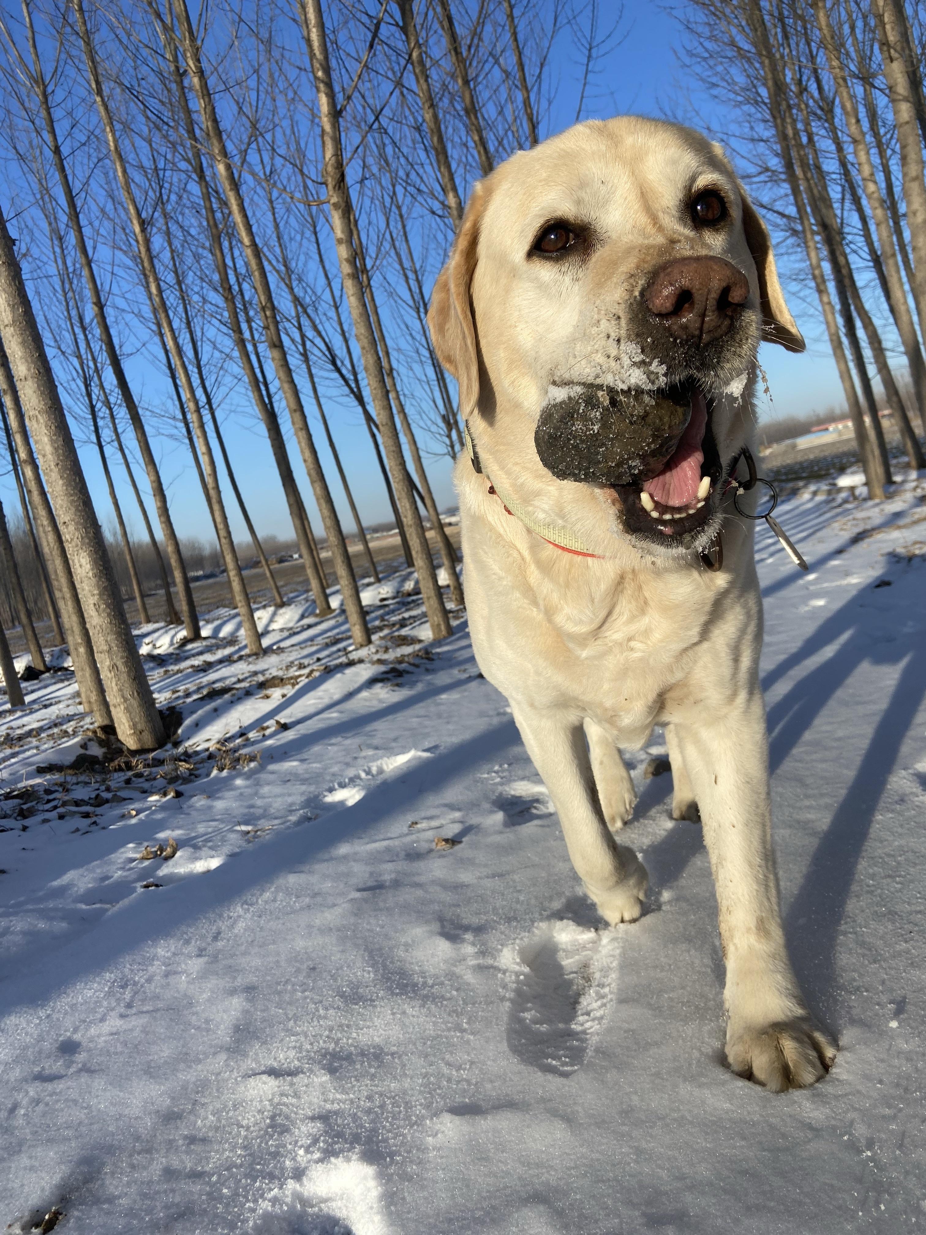 一把年纪还眼神清澈的九岁拉布拉多