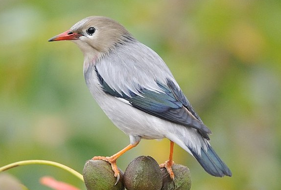 每天认识一种动物丝光掠鸟丝光椋鸟一种身披金属光泽的雀形目鸟类今天