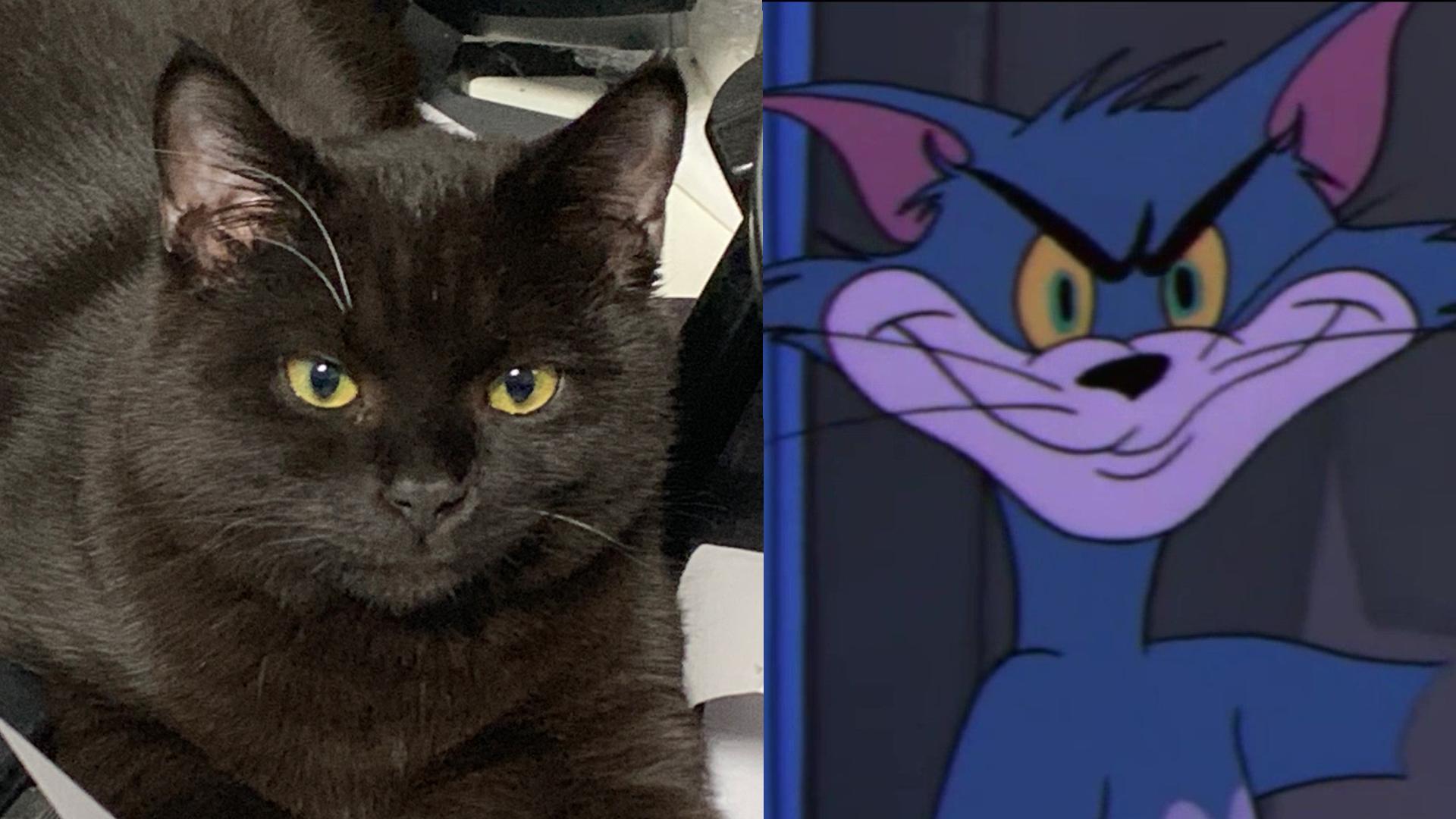 猫光顾 的想法: 动作神情重合度99%