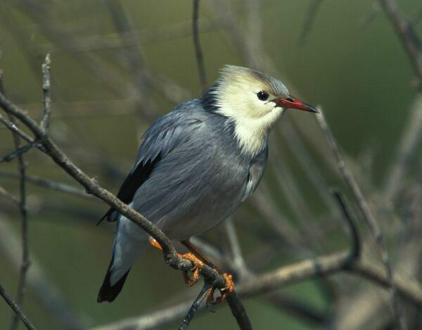 每天认识一种动物丝光掠鸟丝光椋鸟一种身披金属光泽的雀形目鸟类今天