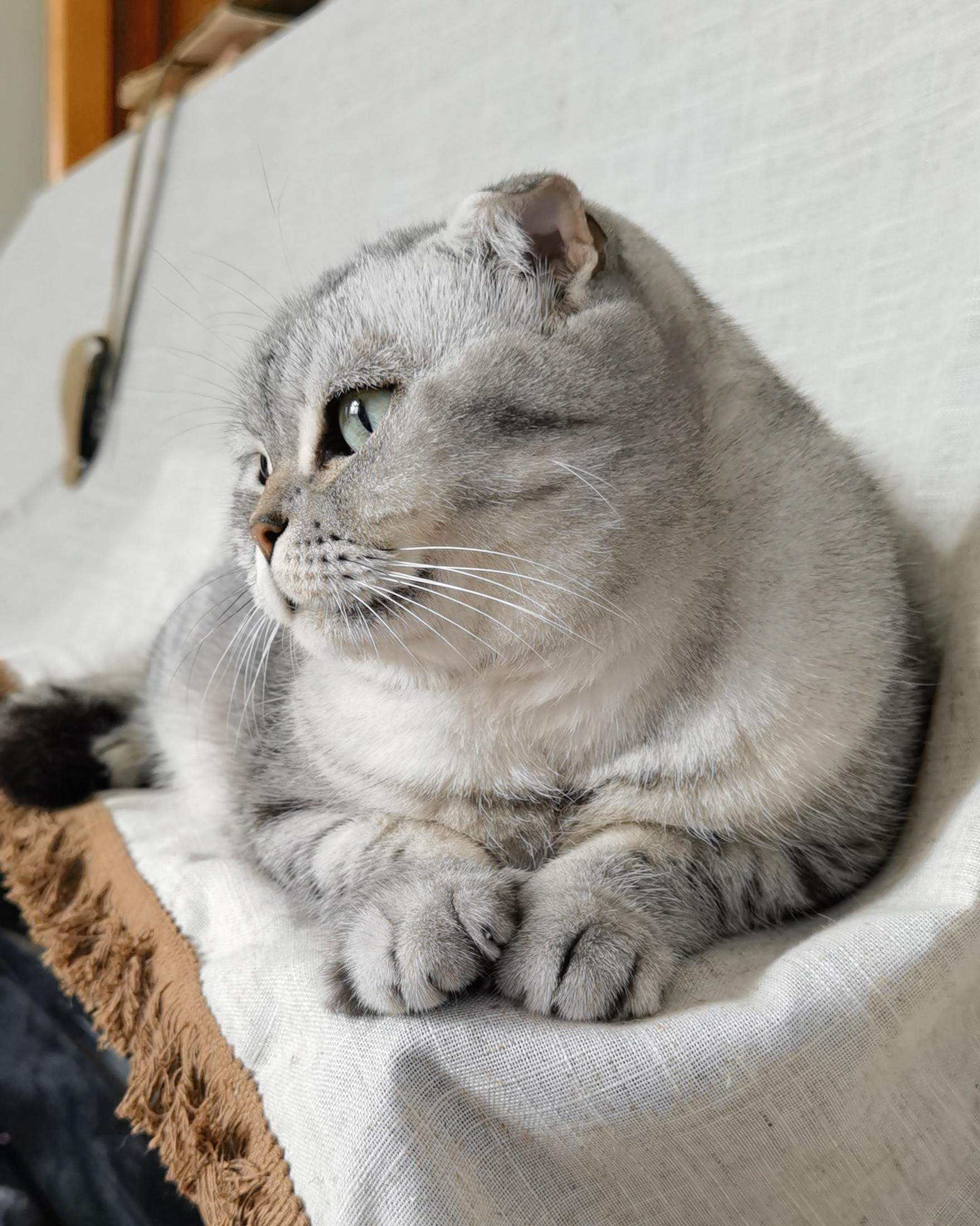 这只美短折耳来我家已经是第七个年头的.3个月的时候来的我家