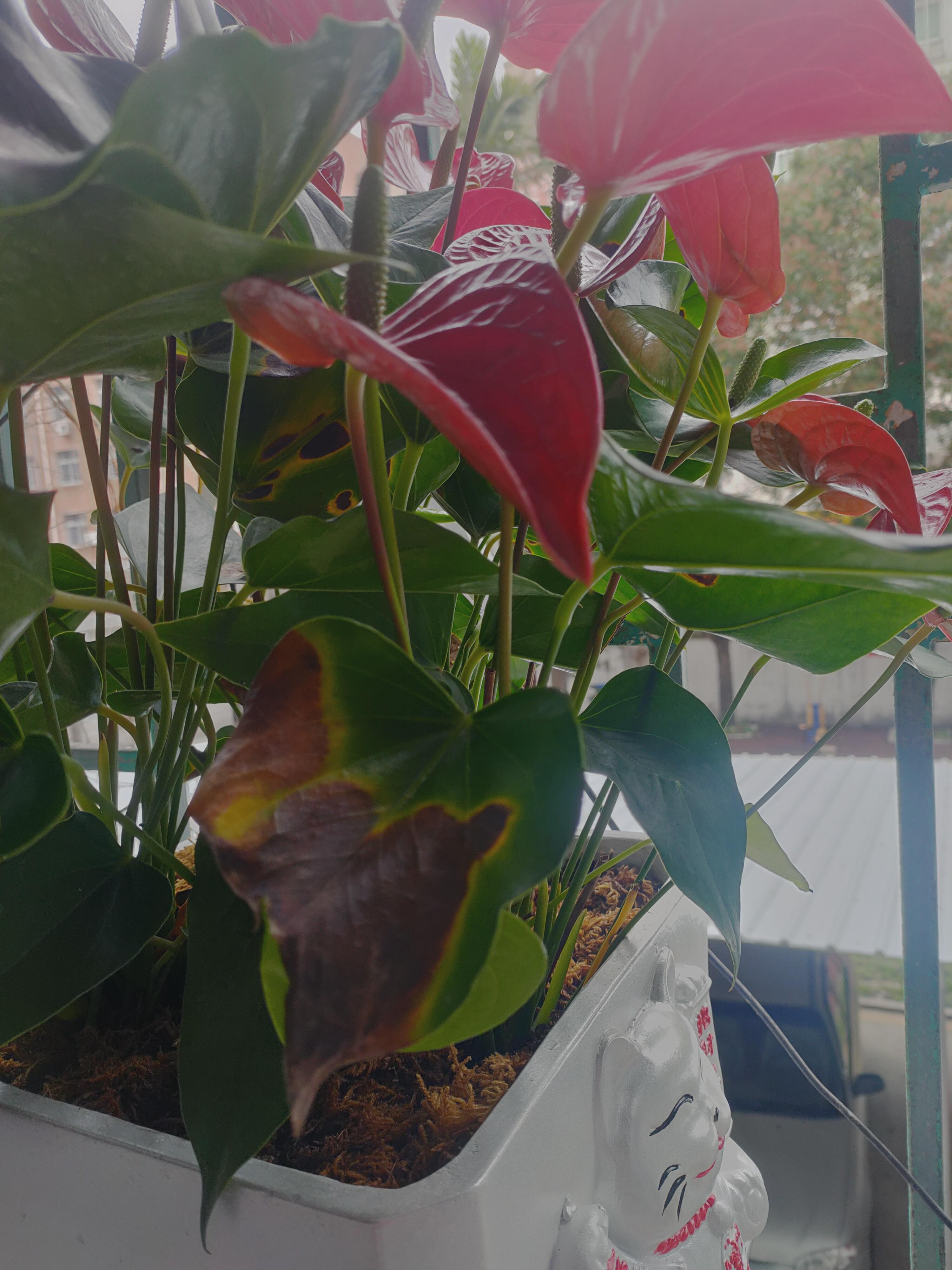 青子 的想法: 救救我的红掌