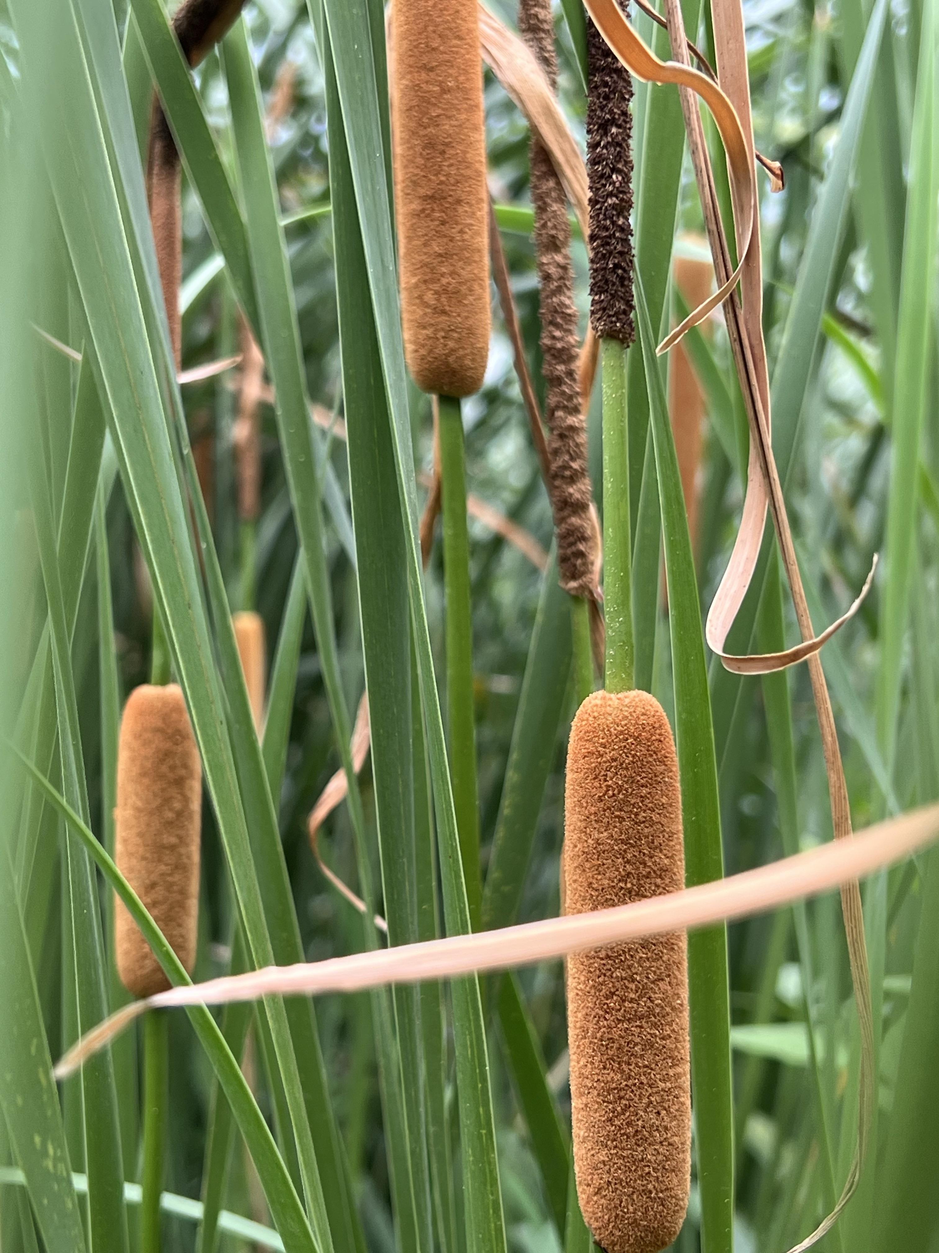 端午的"蒲草"大多数指菖蒲,但是我看到台北博物院收藏的《天中佳景》
