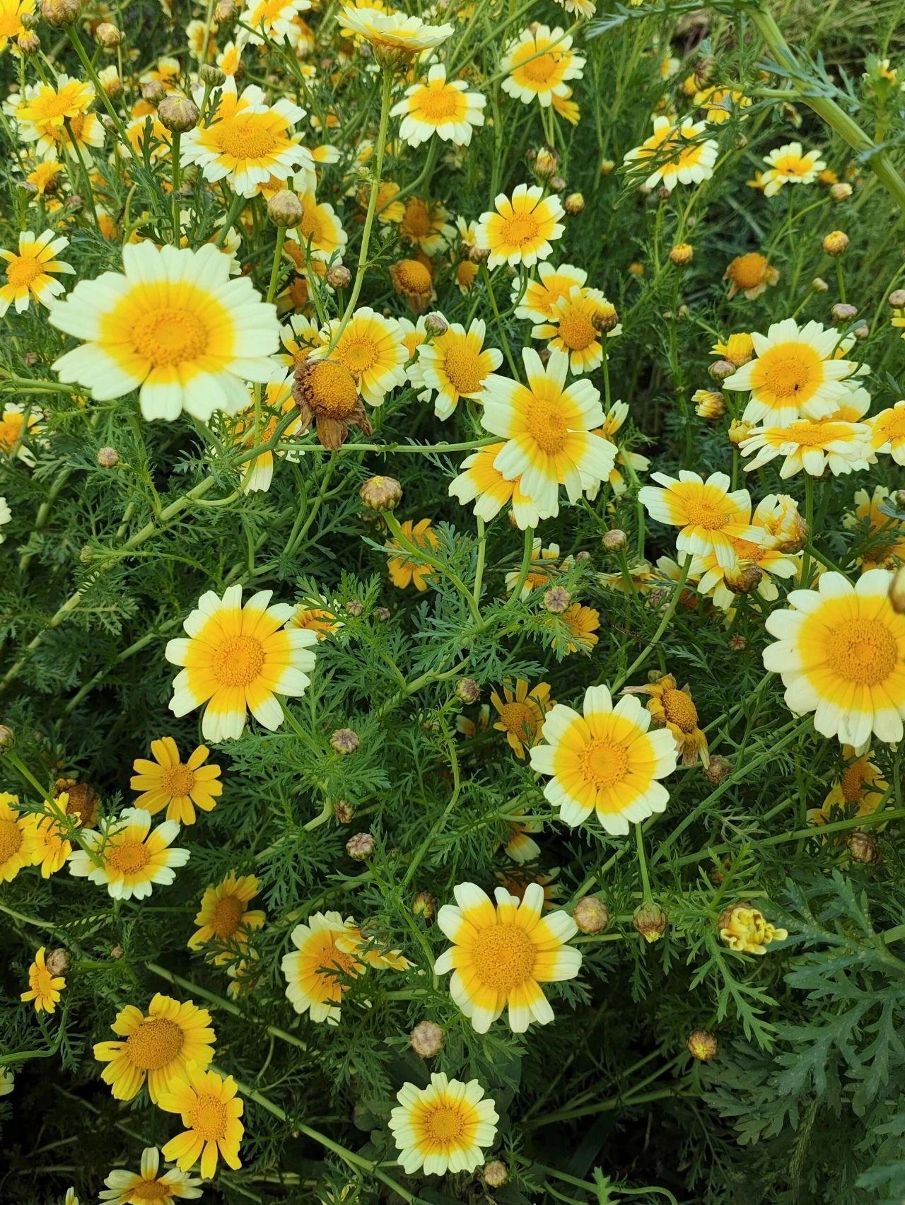 大家常吃茼蒿开花是什么样子的吗?