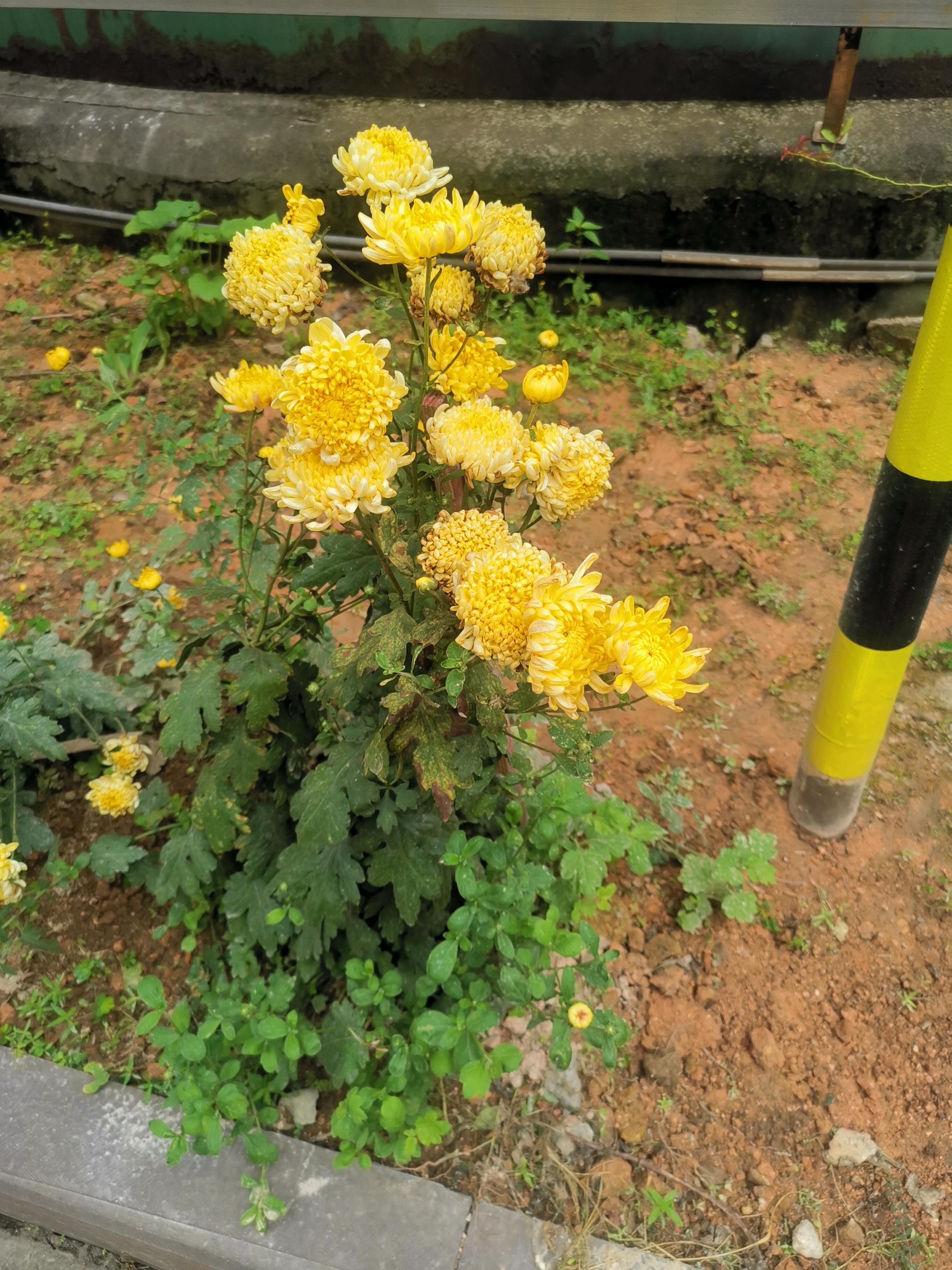 烈日之下菊花与太阳花的魅力炎热的夏日户外30😱焦阳之下来欣赏这