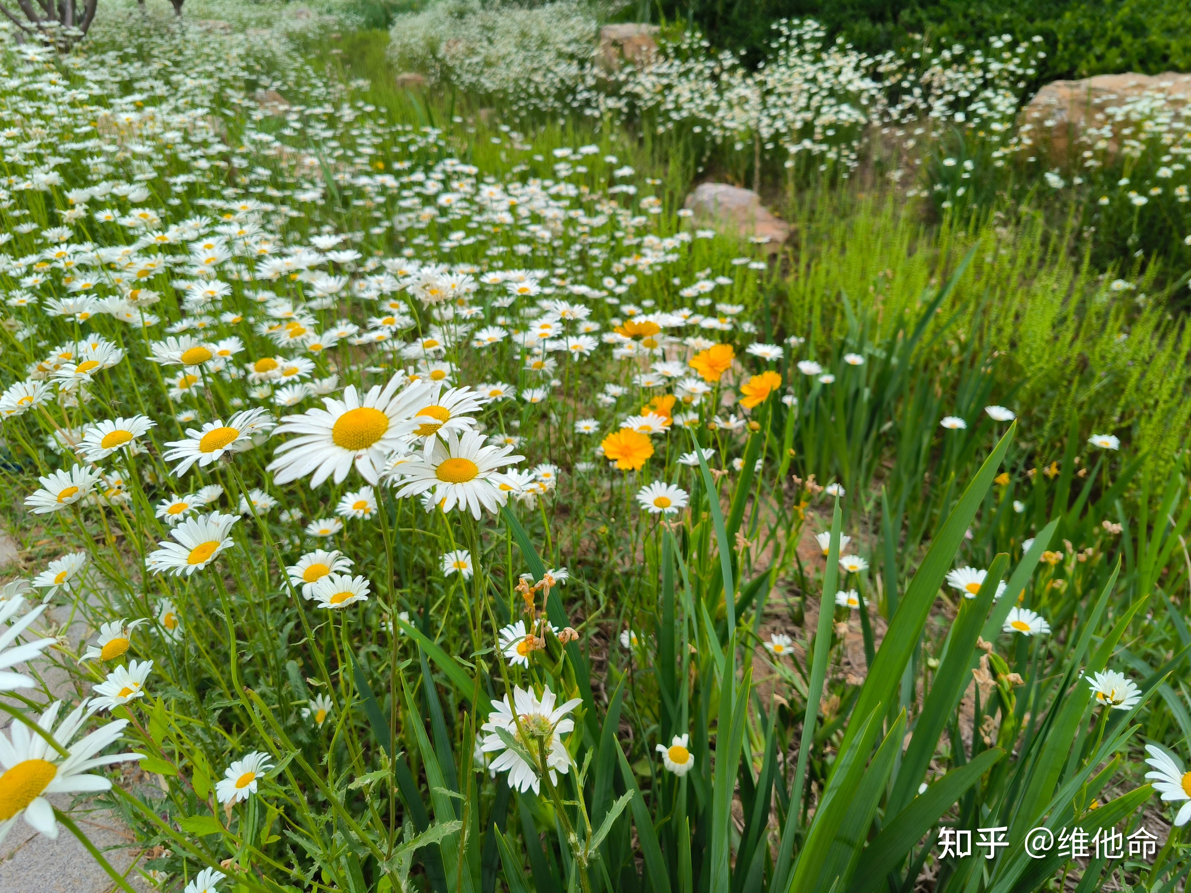 维他命 的想法: 大滨菊 | #我的摄影日记 #大滨菊 #植物大滨菊是菊科滨菊属的多年生或二年生草本植物,原产欧洲,中国引种… - 知乎