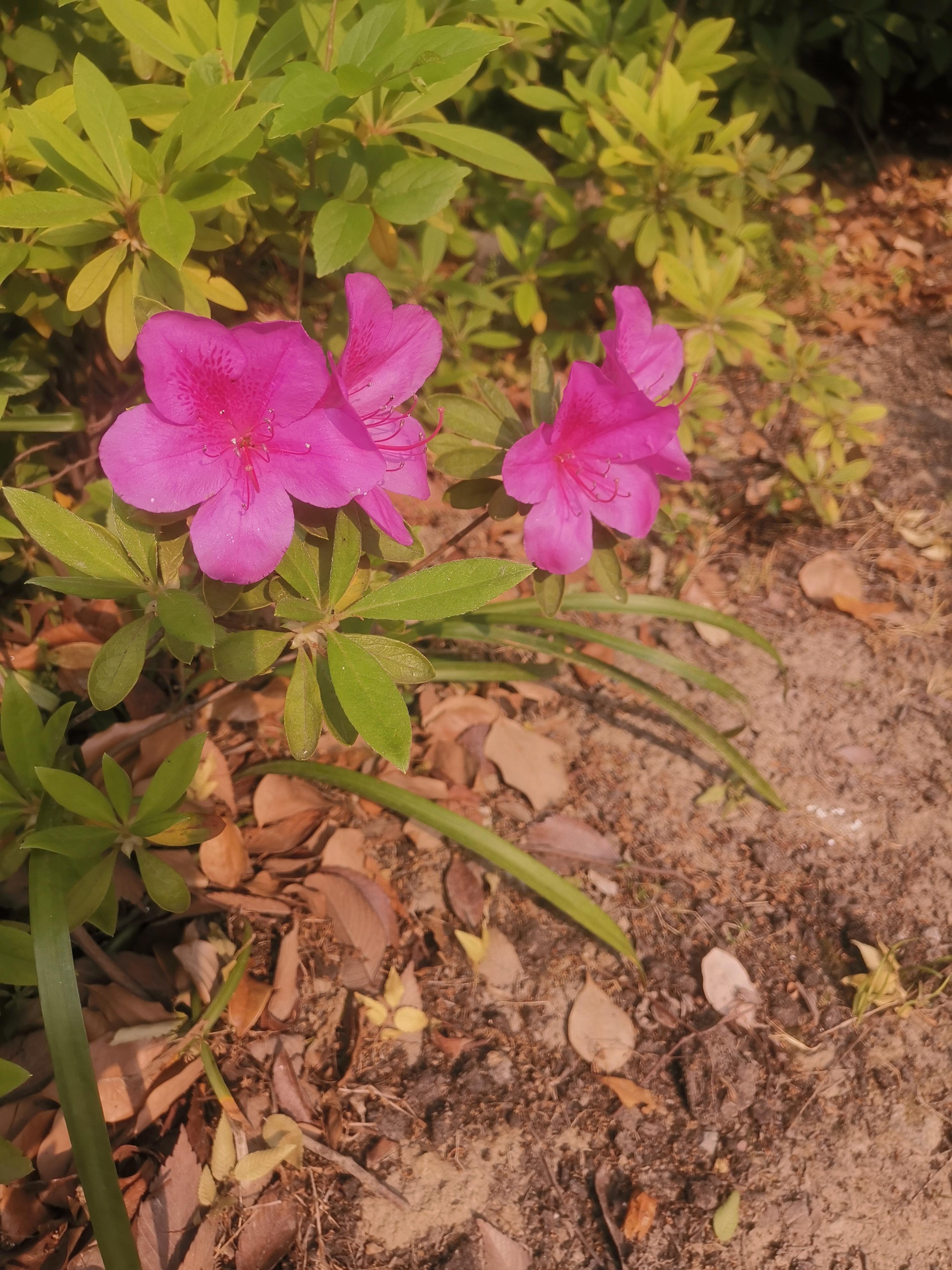 杜鹃,江南现在开花,野生的杜鹃又叫映山红,颜色与
